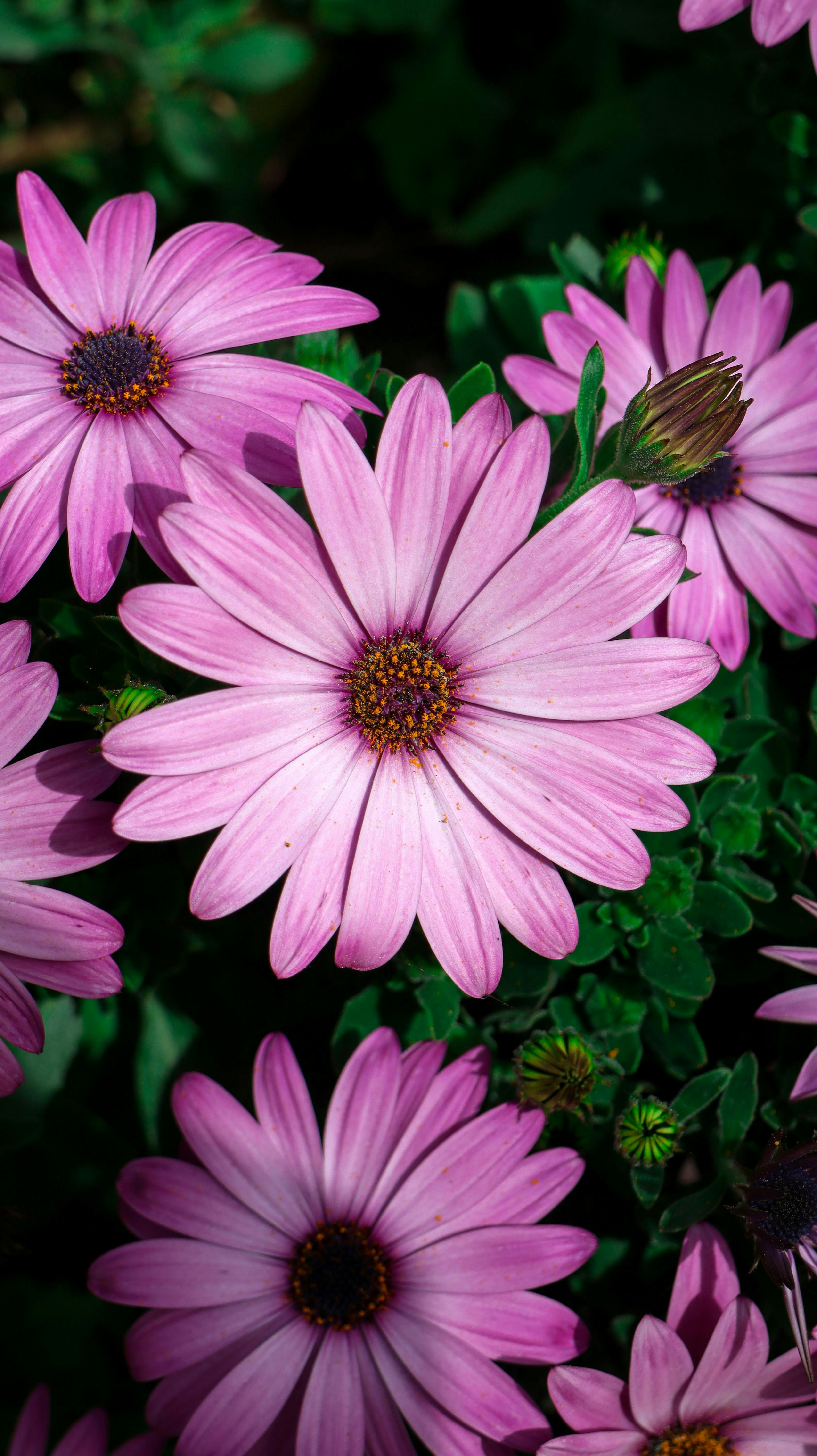 Photo by americanaez225