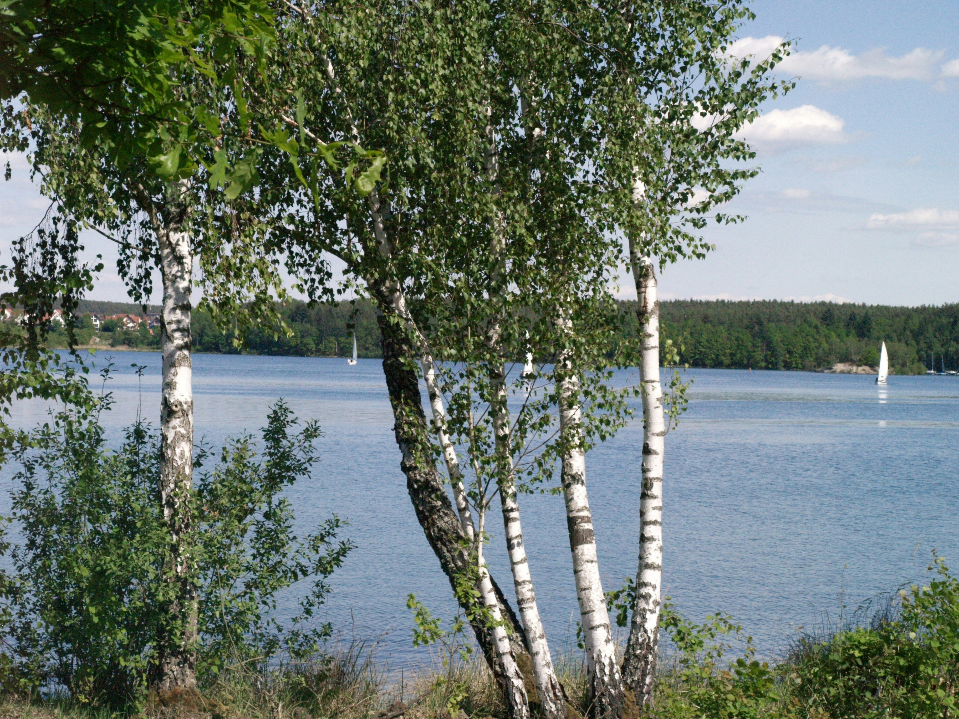 Birch trees frame a peaceful lake with sailboats.
