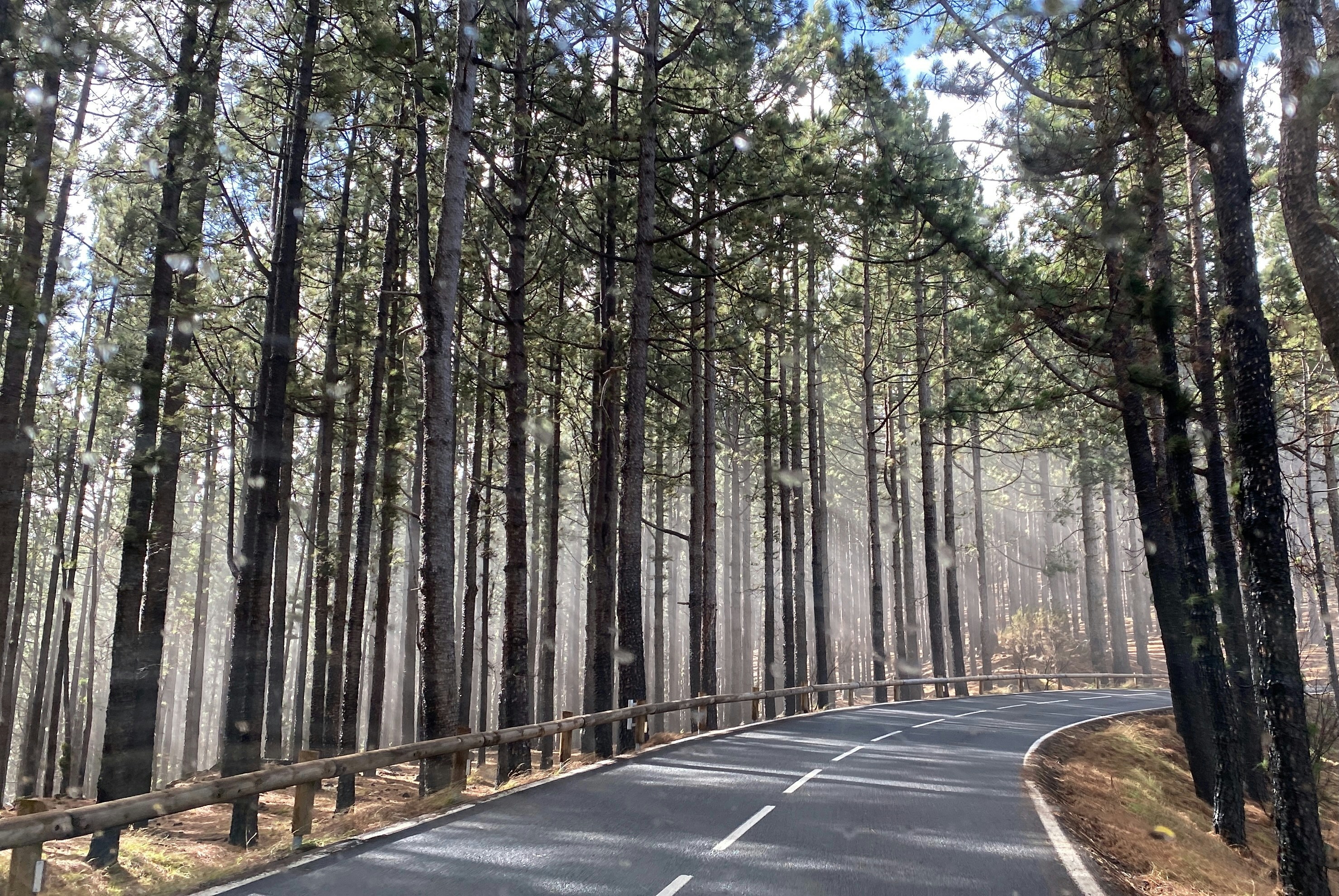 A winding road leads through a tall forest.