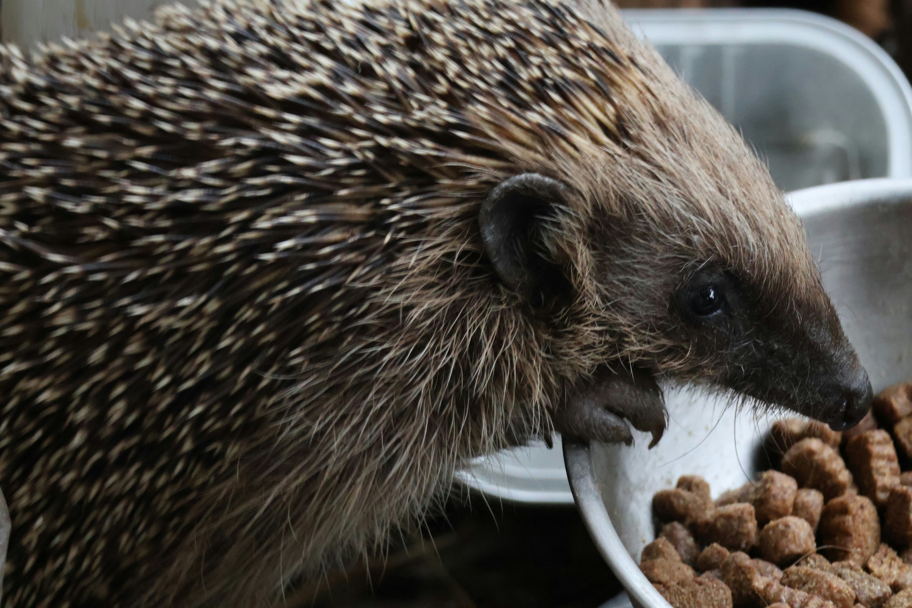 A hedgehog eats food from a bowl.