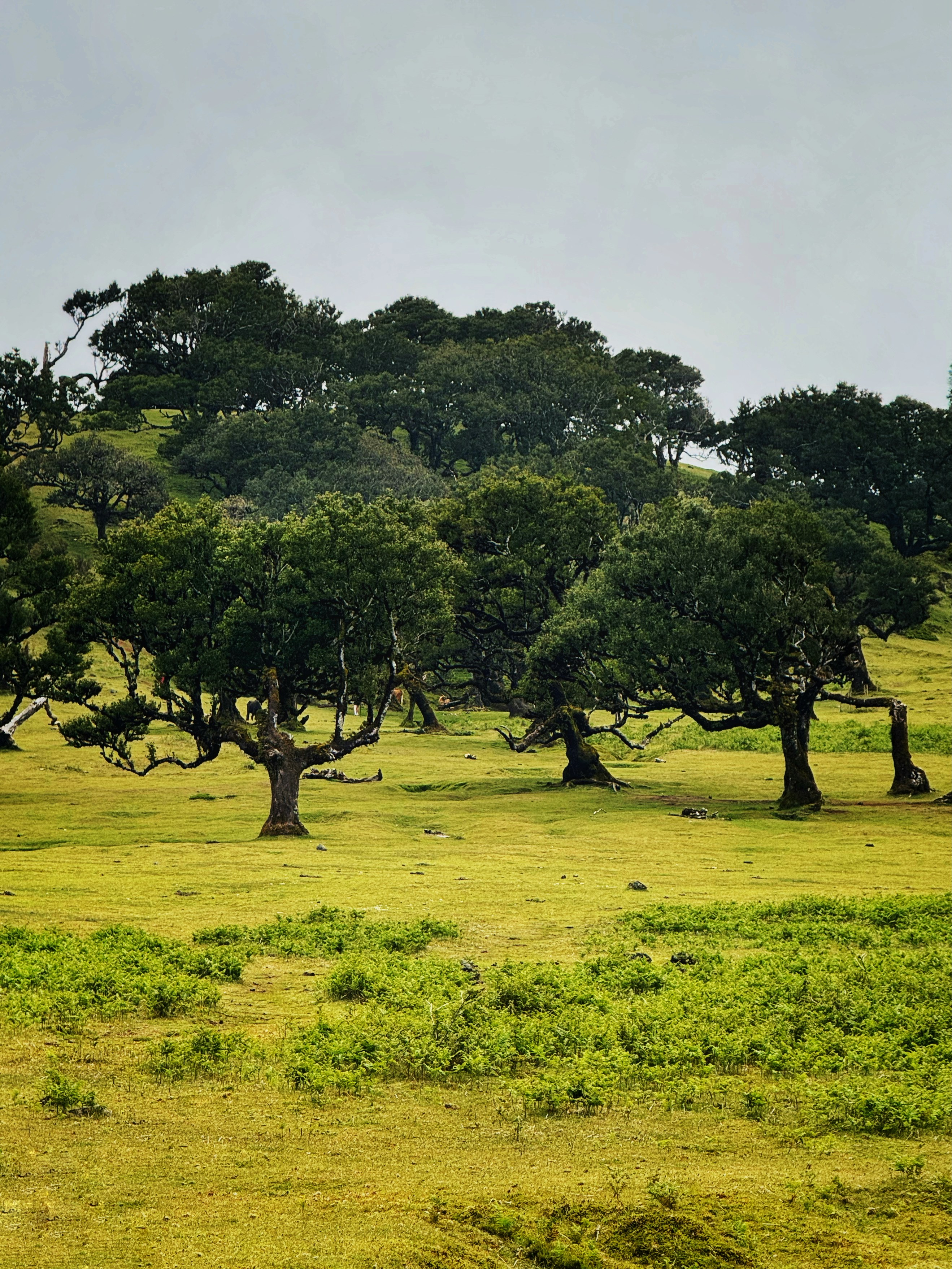 Trees dot a grassy field under a cloudy sky.