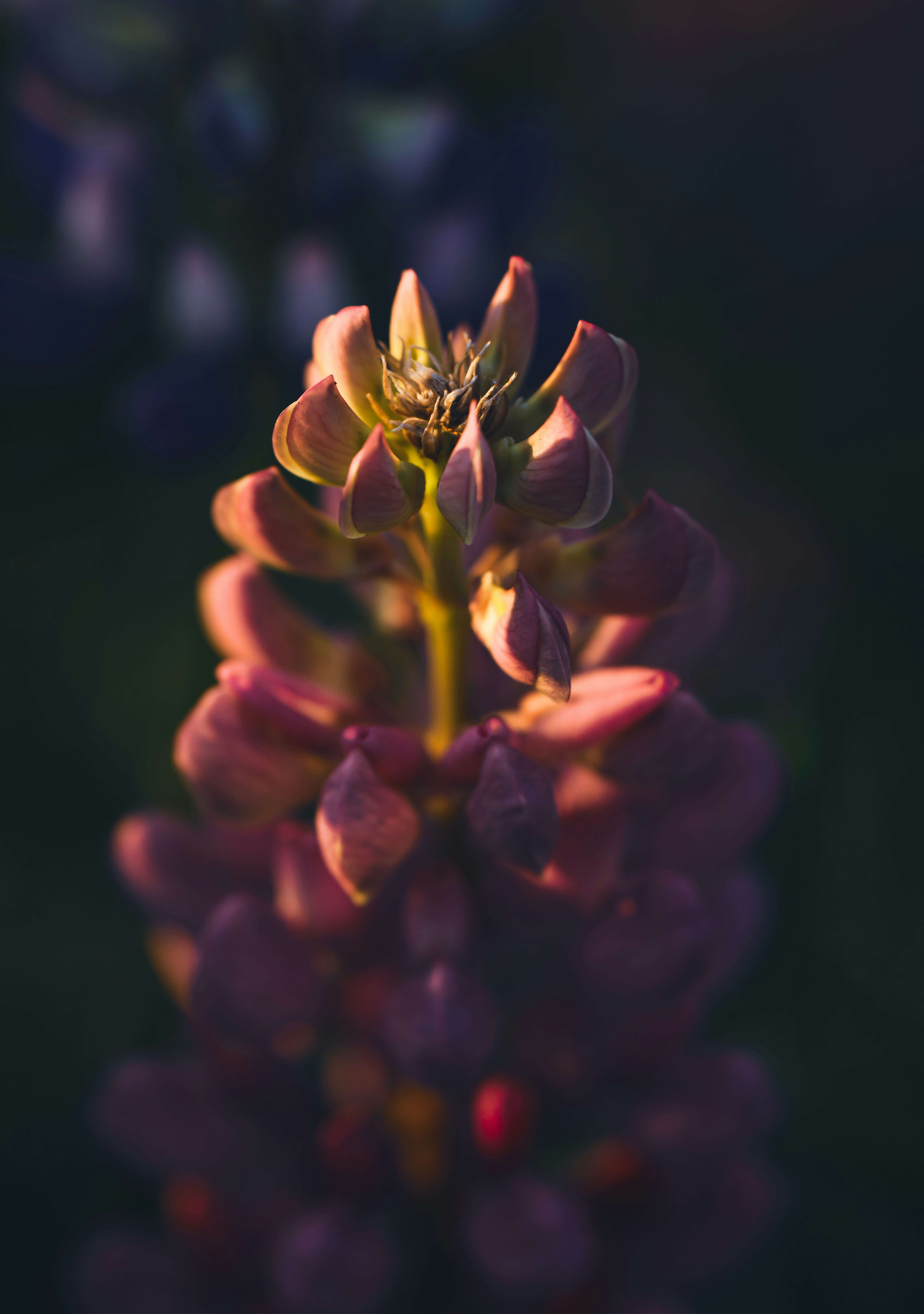 Photo by hellaren