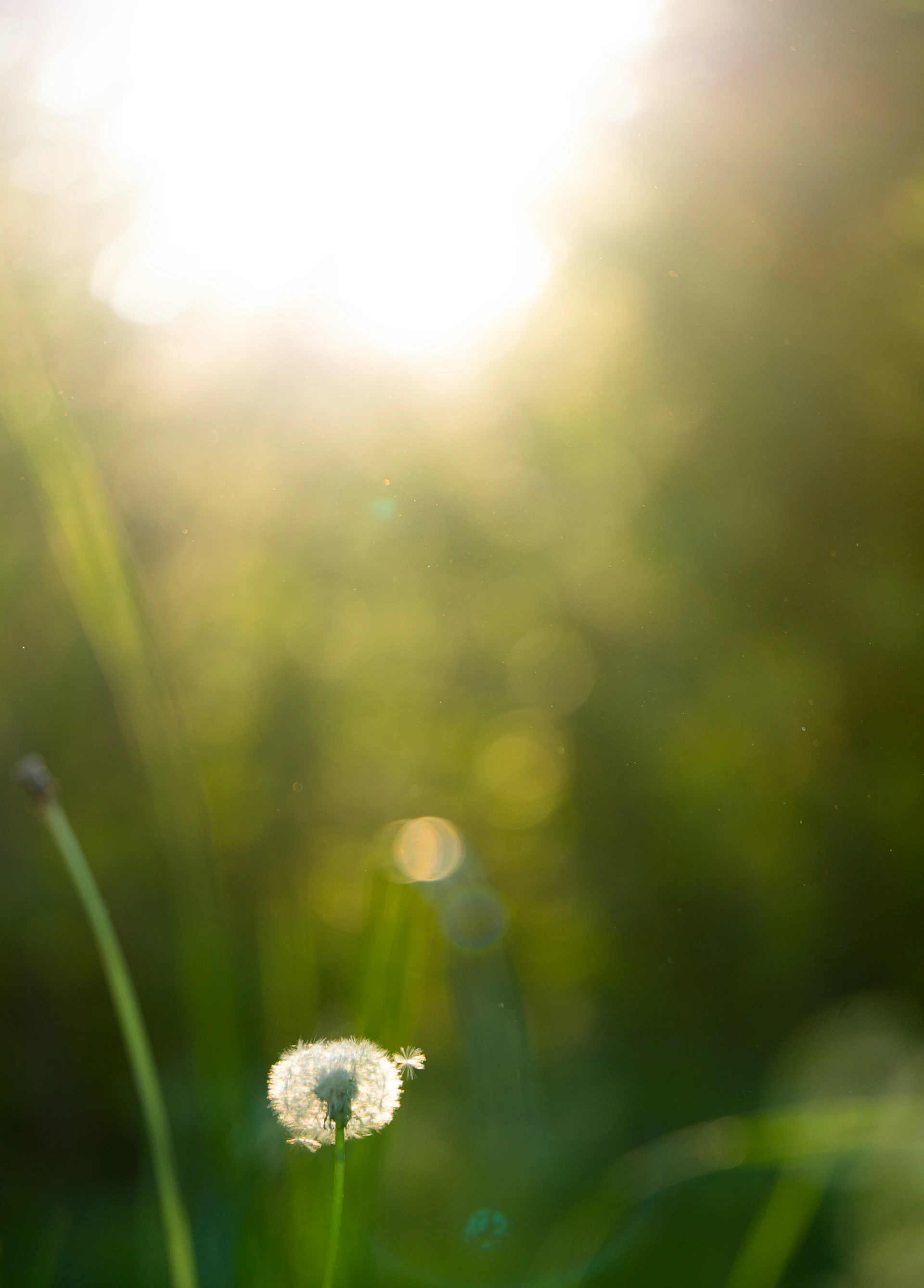 A dandelion seed head shines in sunlight