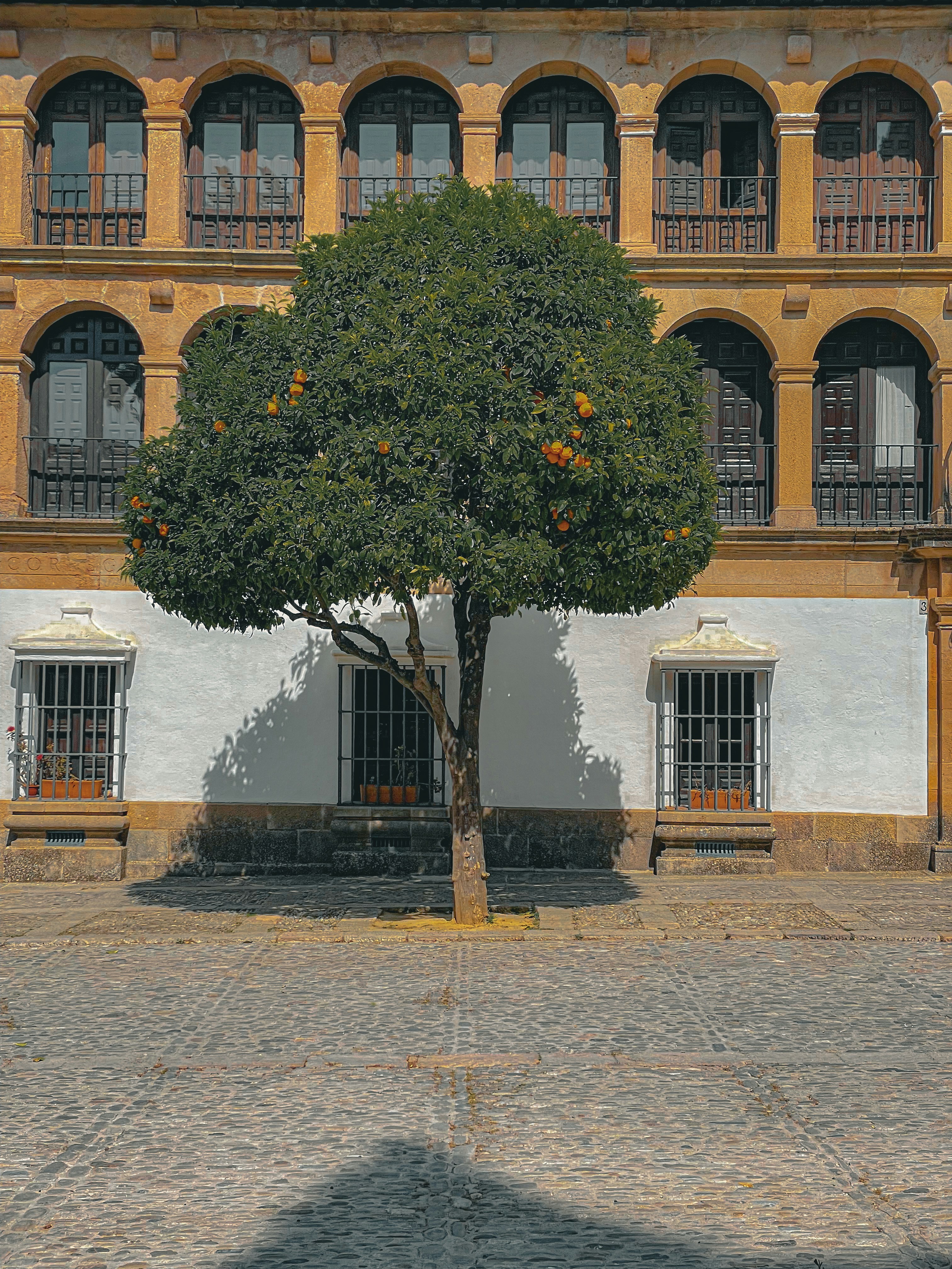 Tree stands before a beautiful building facade.