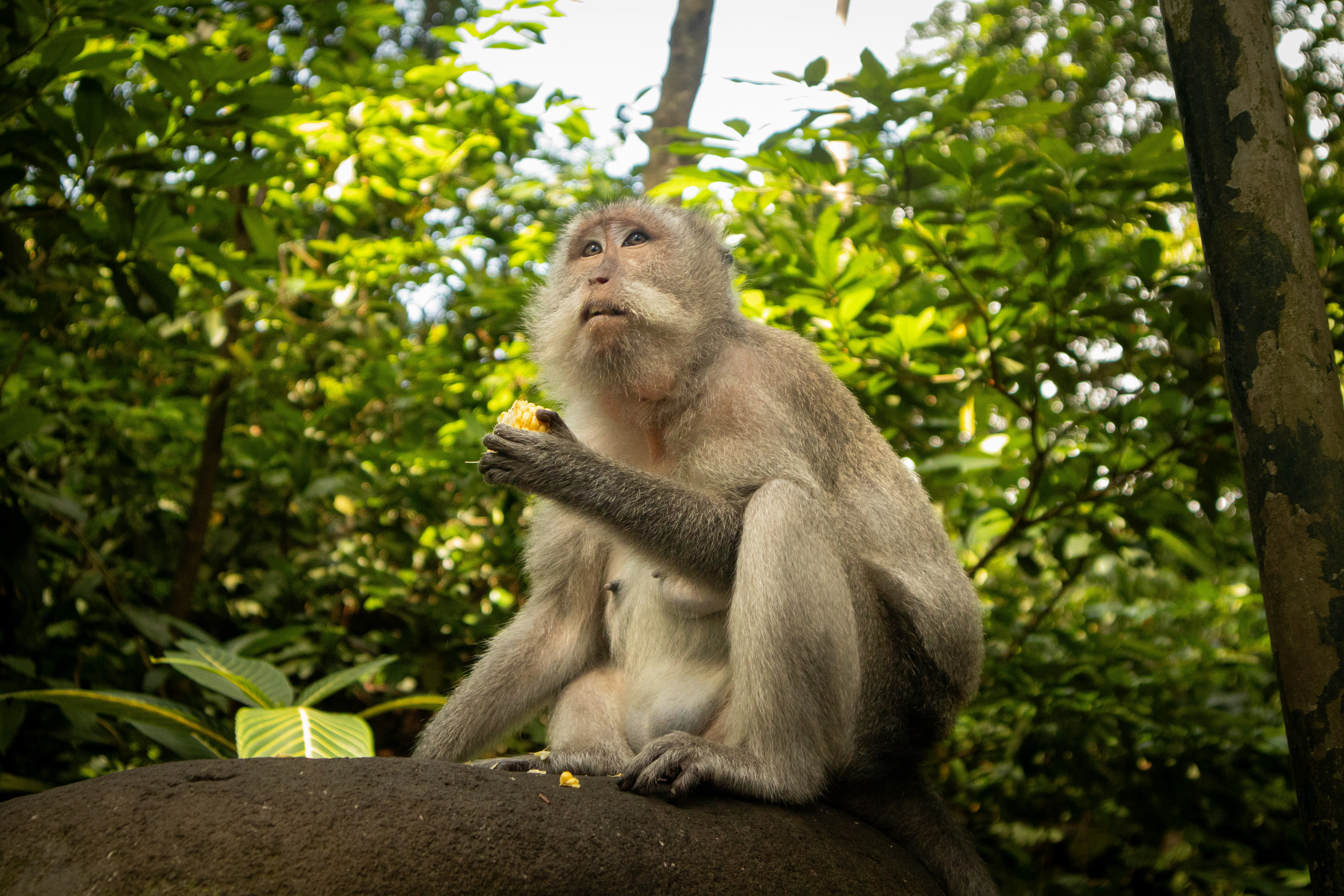 A monkey eats some food while sitting on a rock.