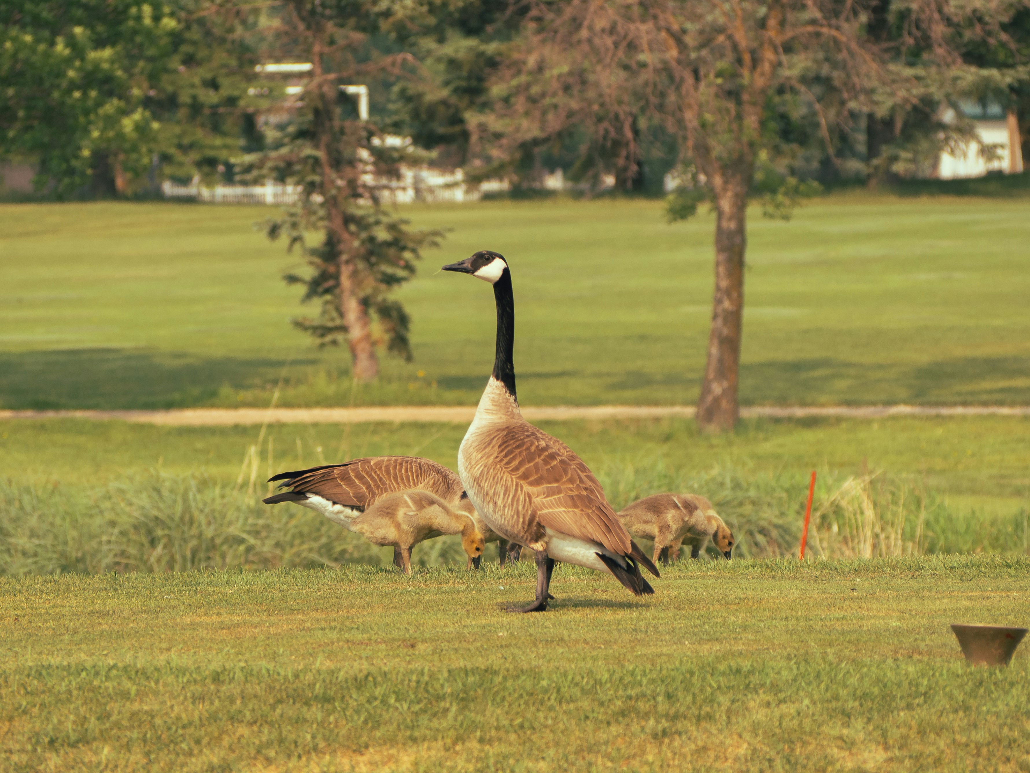 Gänse grasen auf einem saftig grünen Rasen.