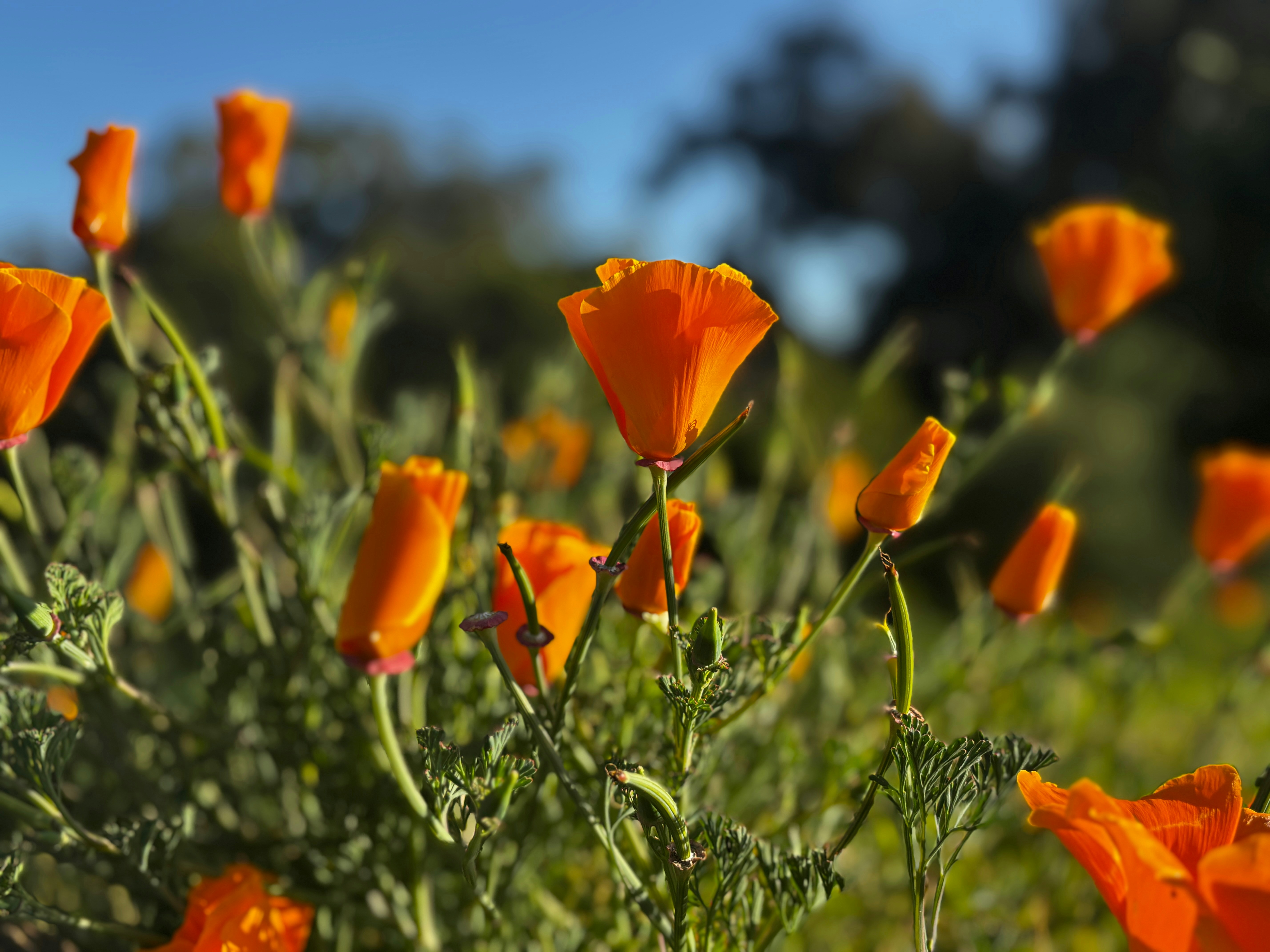 Photo by mushroommai