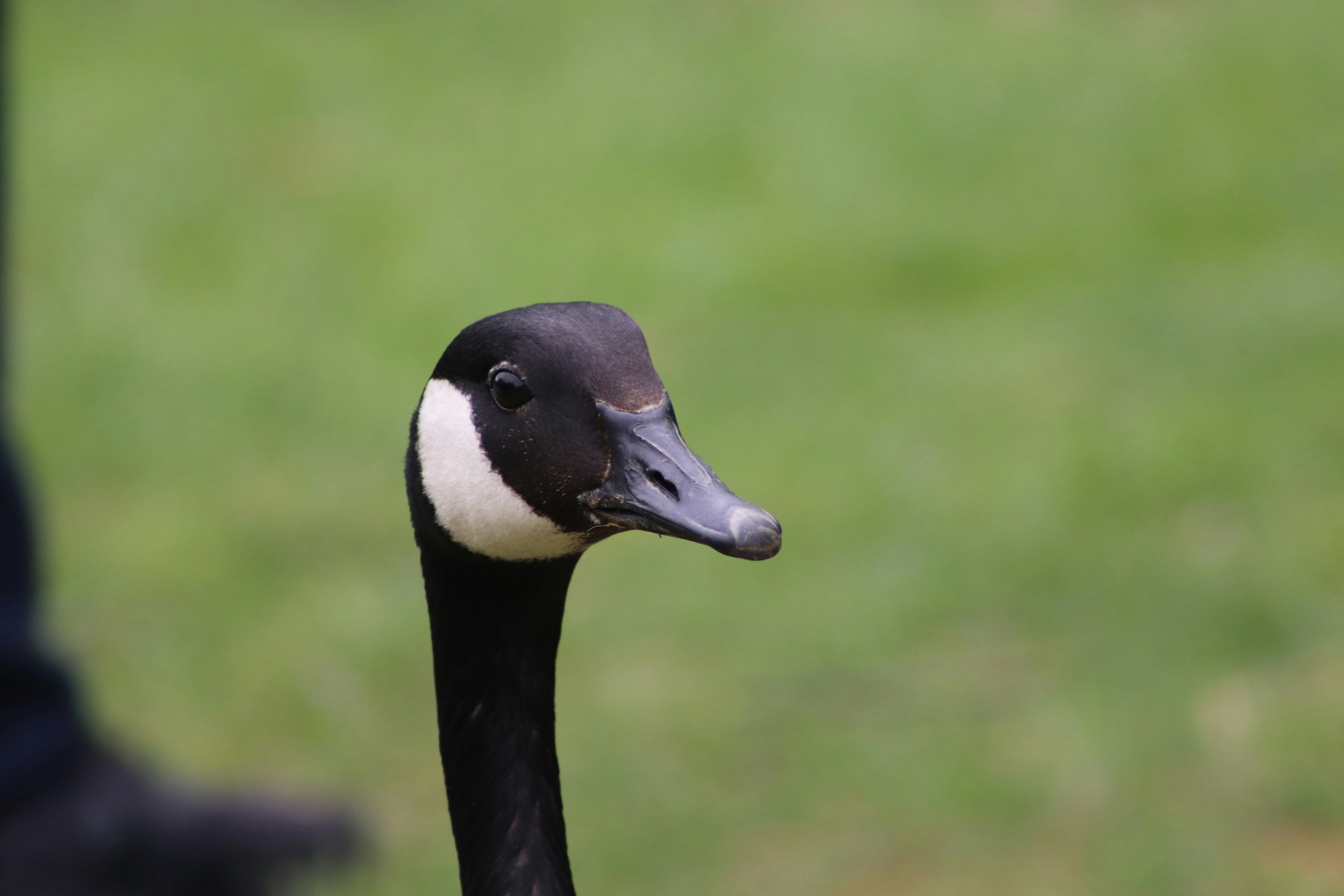 Photo by francisco_lopez_c