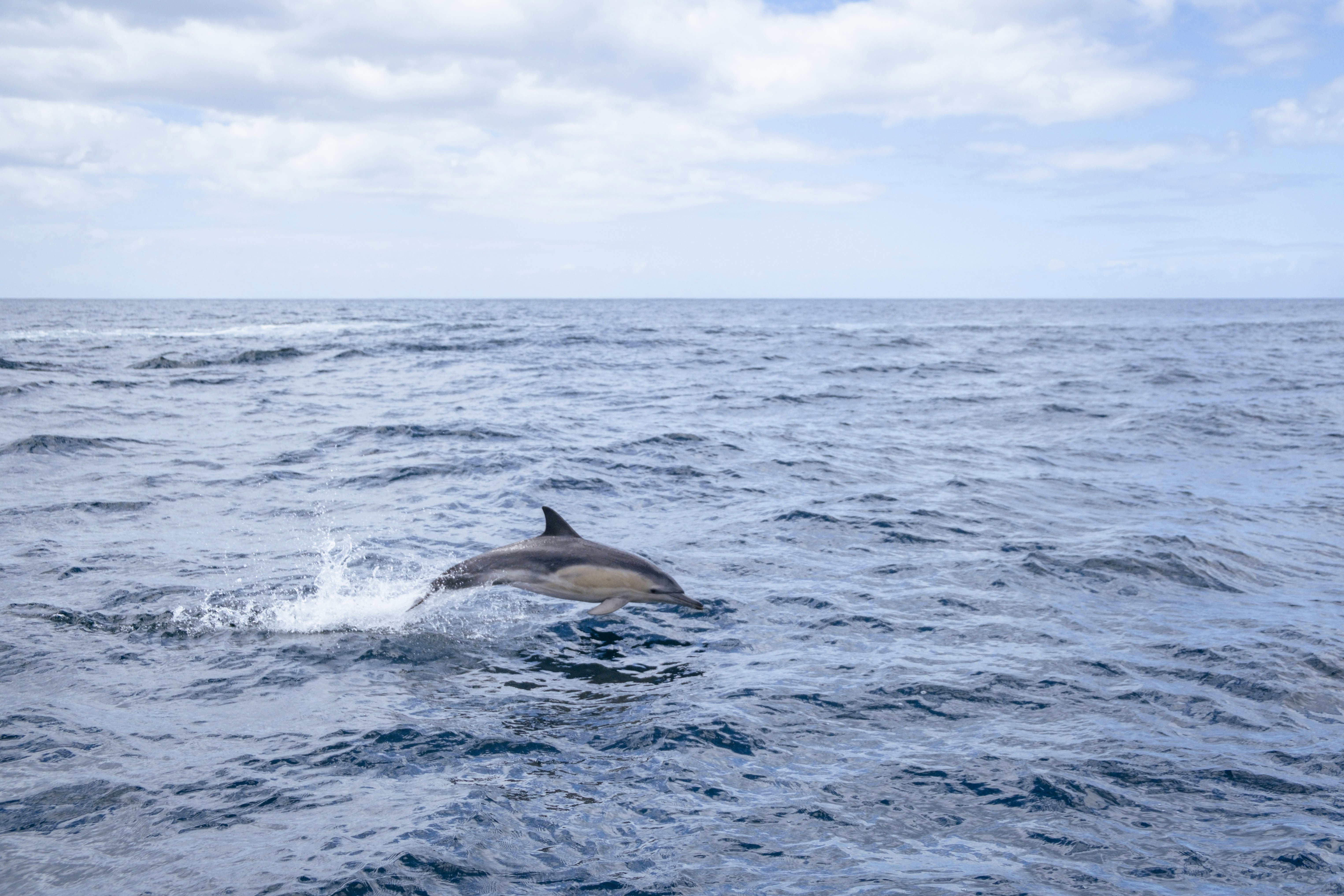 Intelligence Gathering and Reconnaissance Missions (image credits: unsplash)