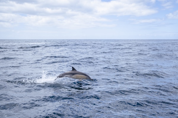 Island Head Dolphin Tour