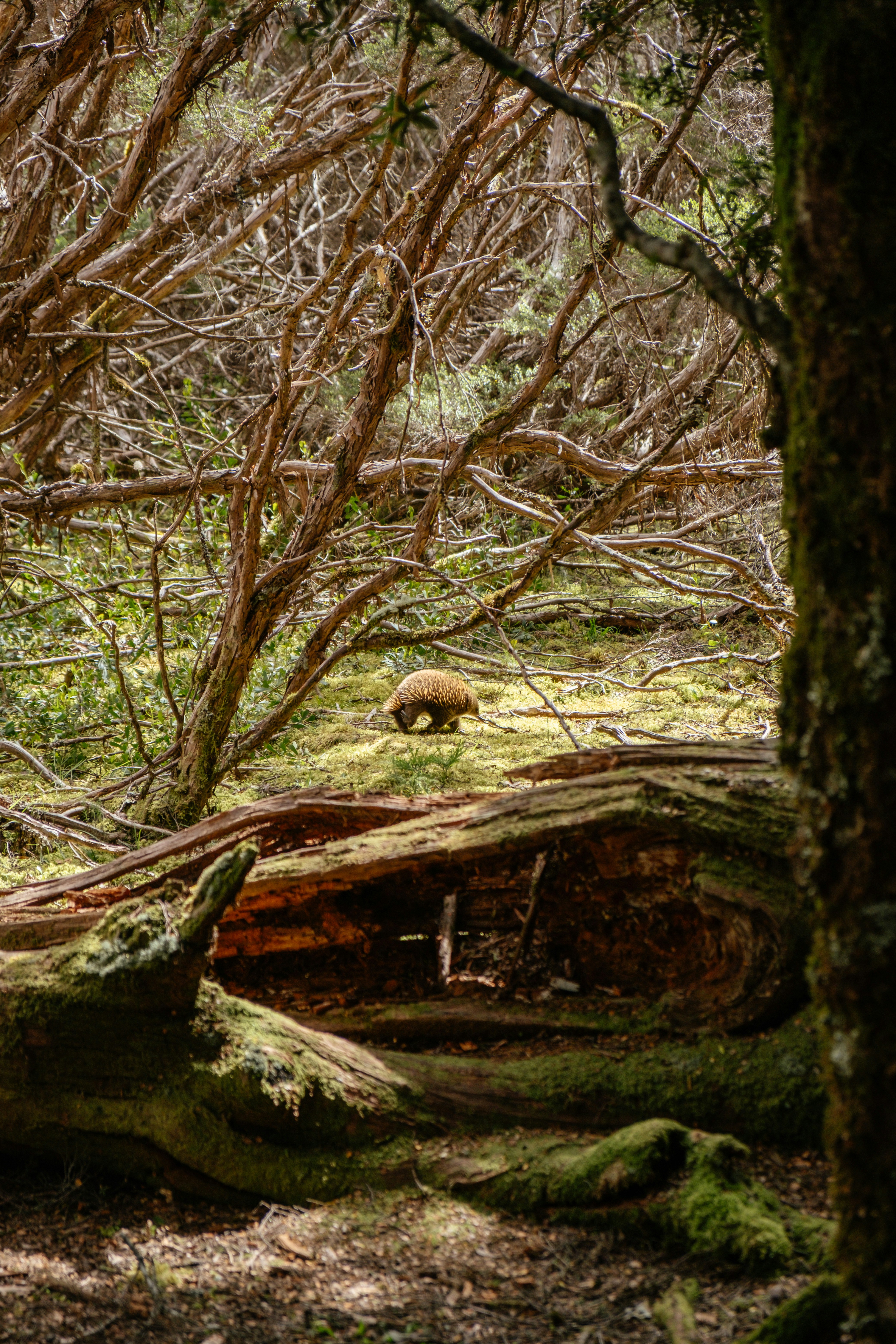 A badger in the forest amongst the trees.