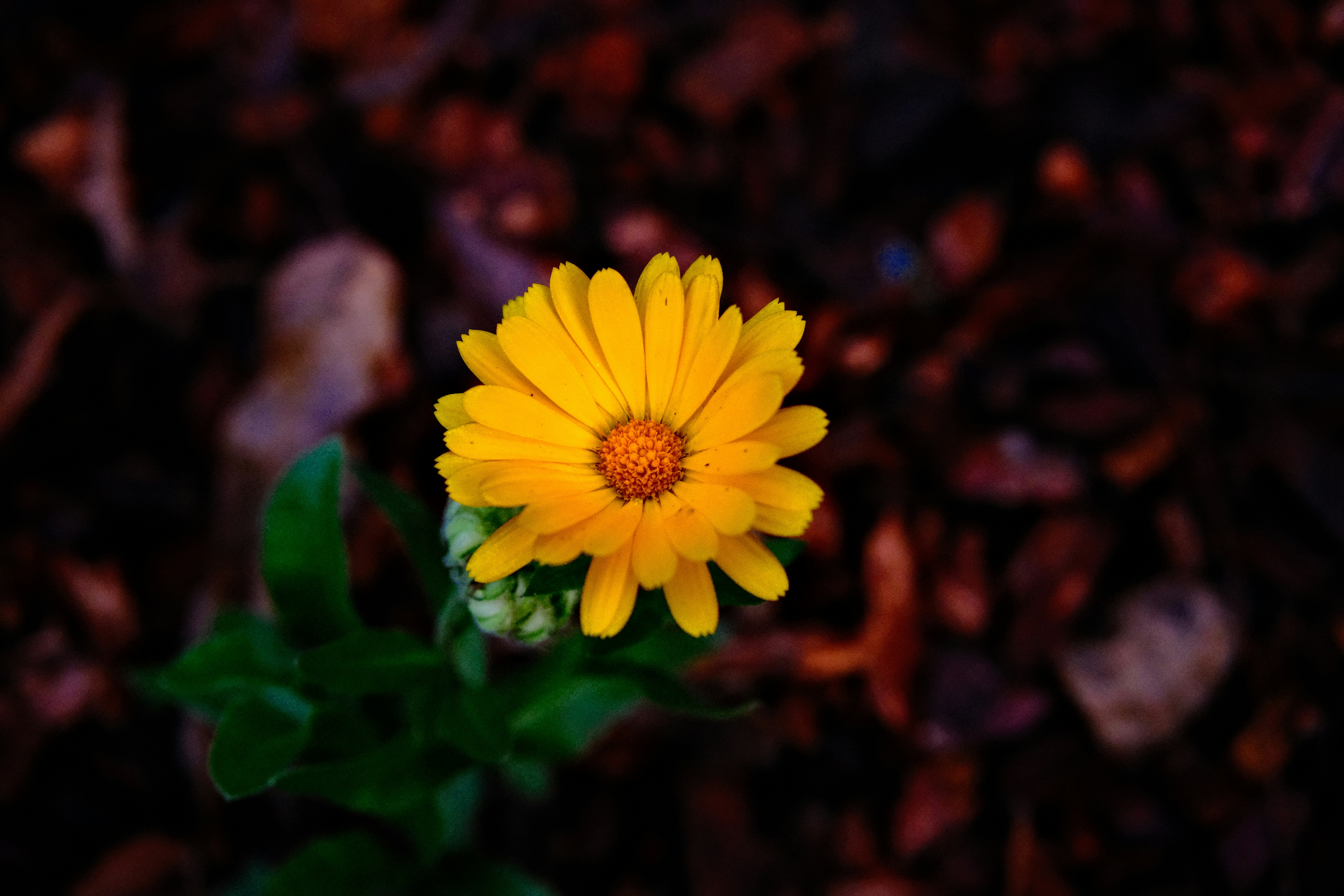 Photo by jacobmitani12