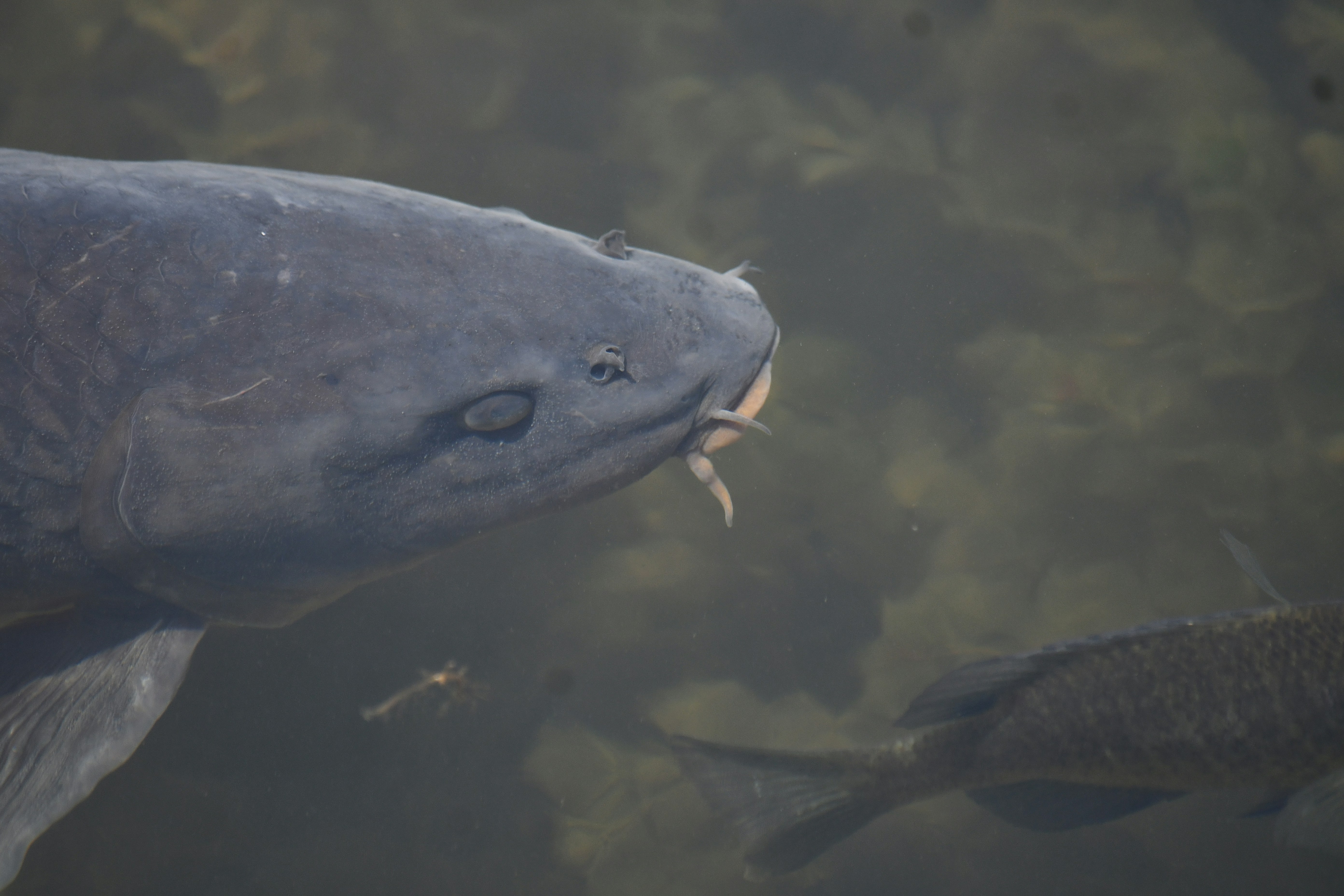 Seekor ikan besar sedang memakan sesuatu dari air.