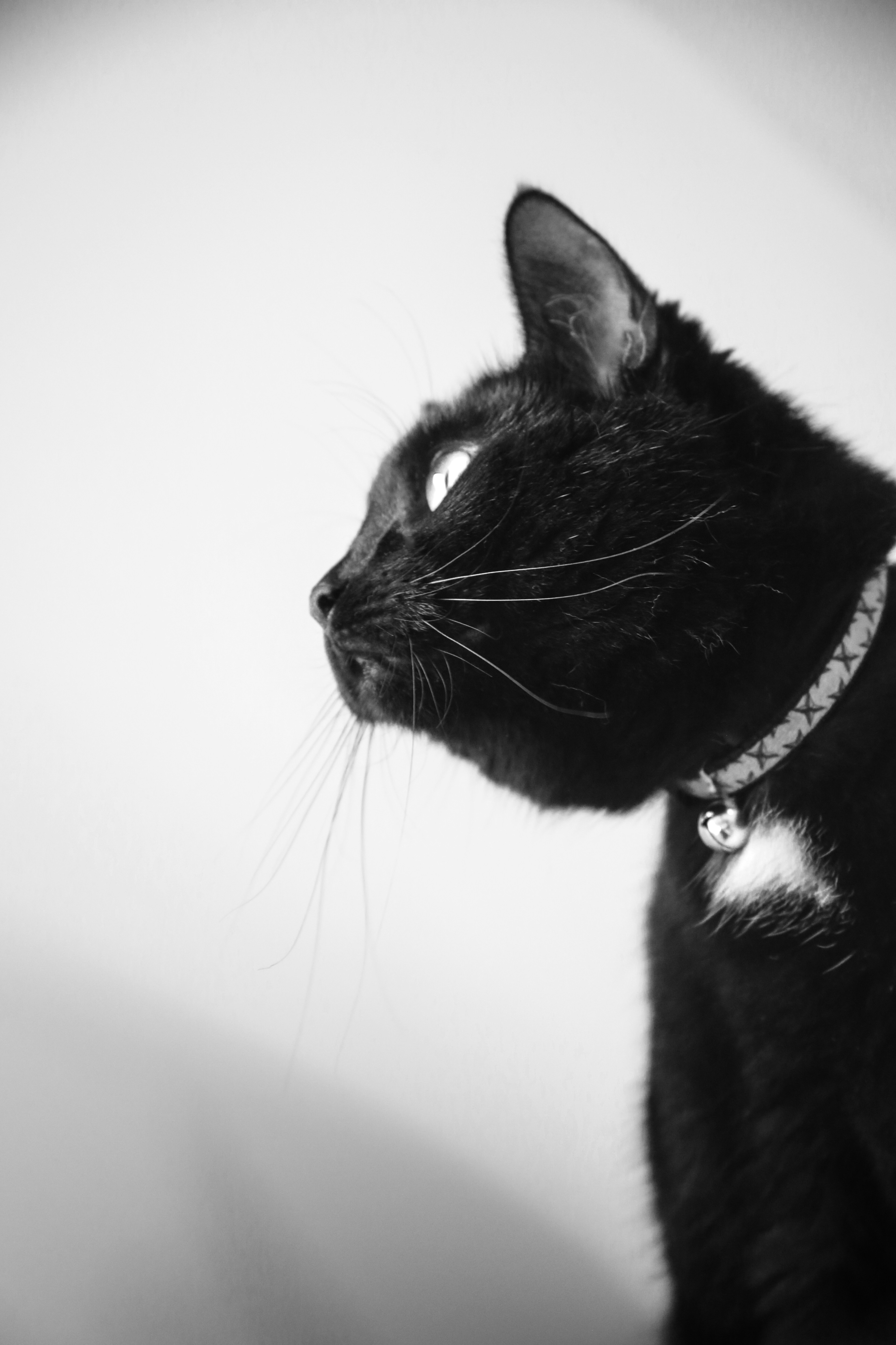 A black cat stares intently at something.