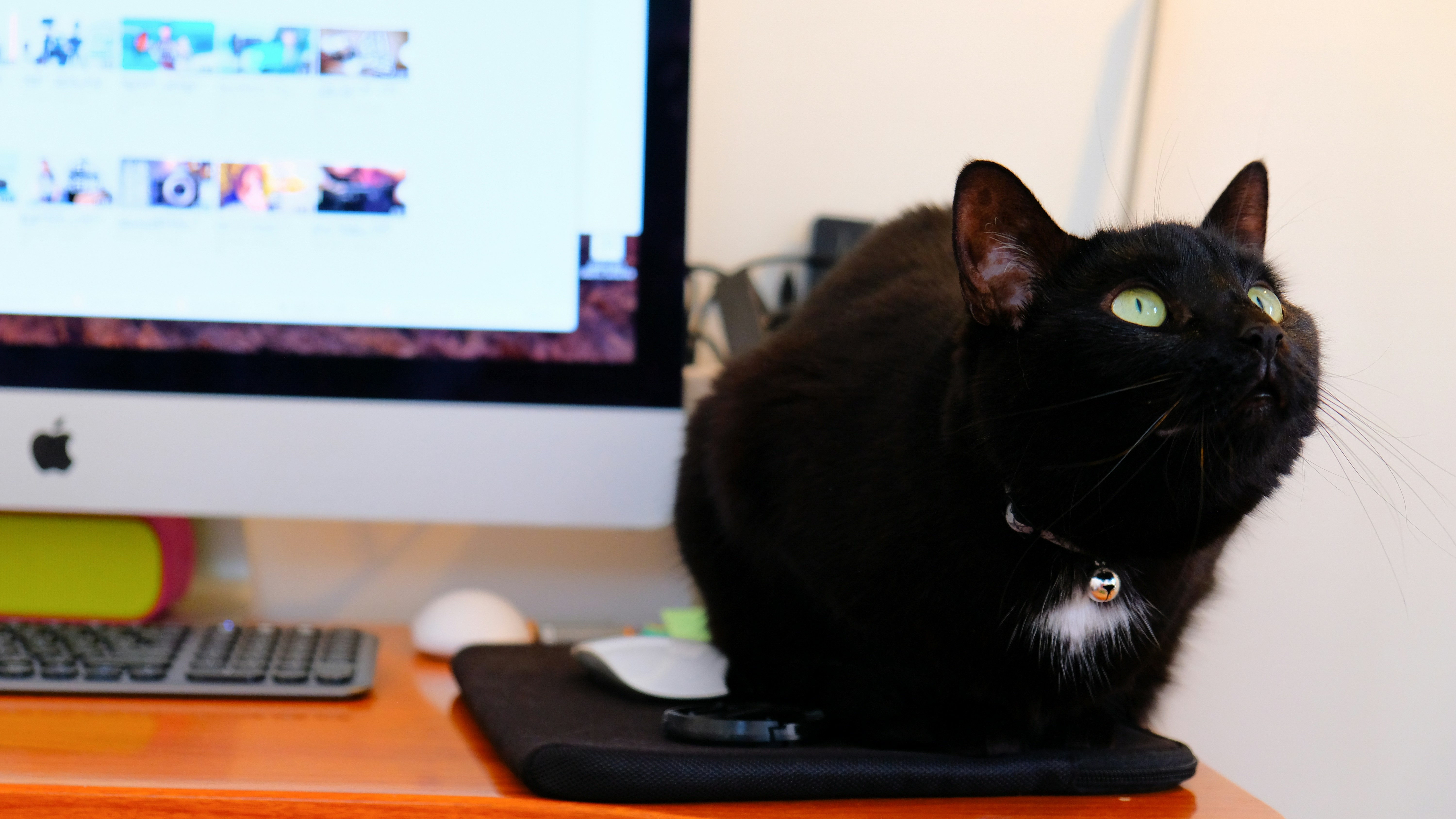 Let Them Watch You Work or Study (image credits: unsplash)