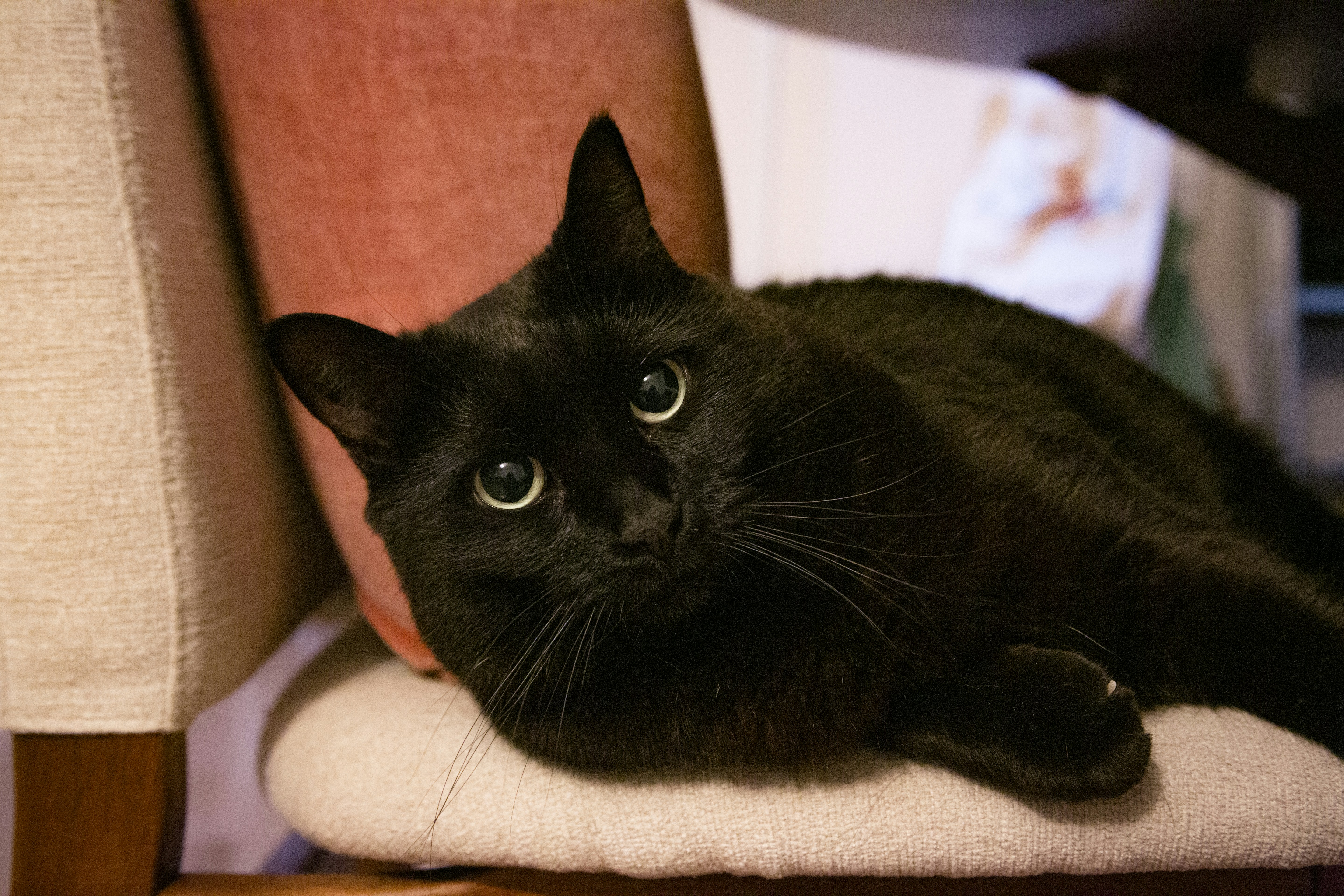 A cute black cat is relaxing on a chair.