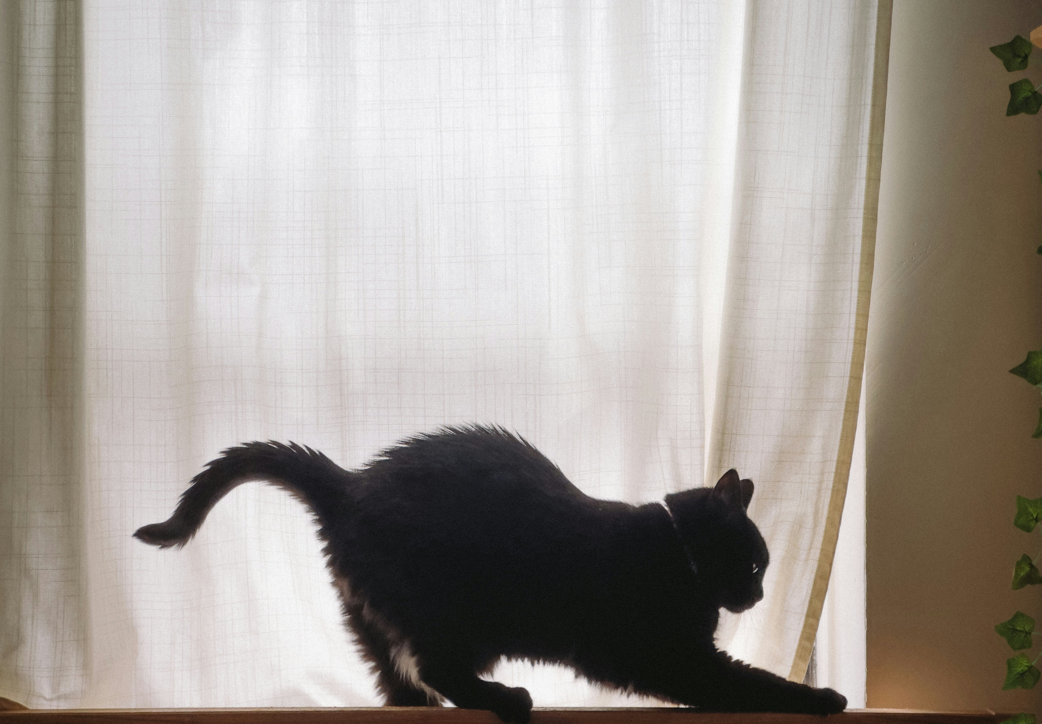 A black cat stretches in front of a window.