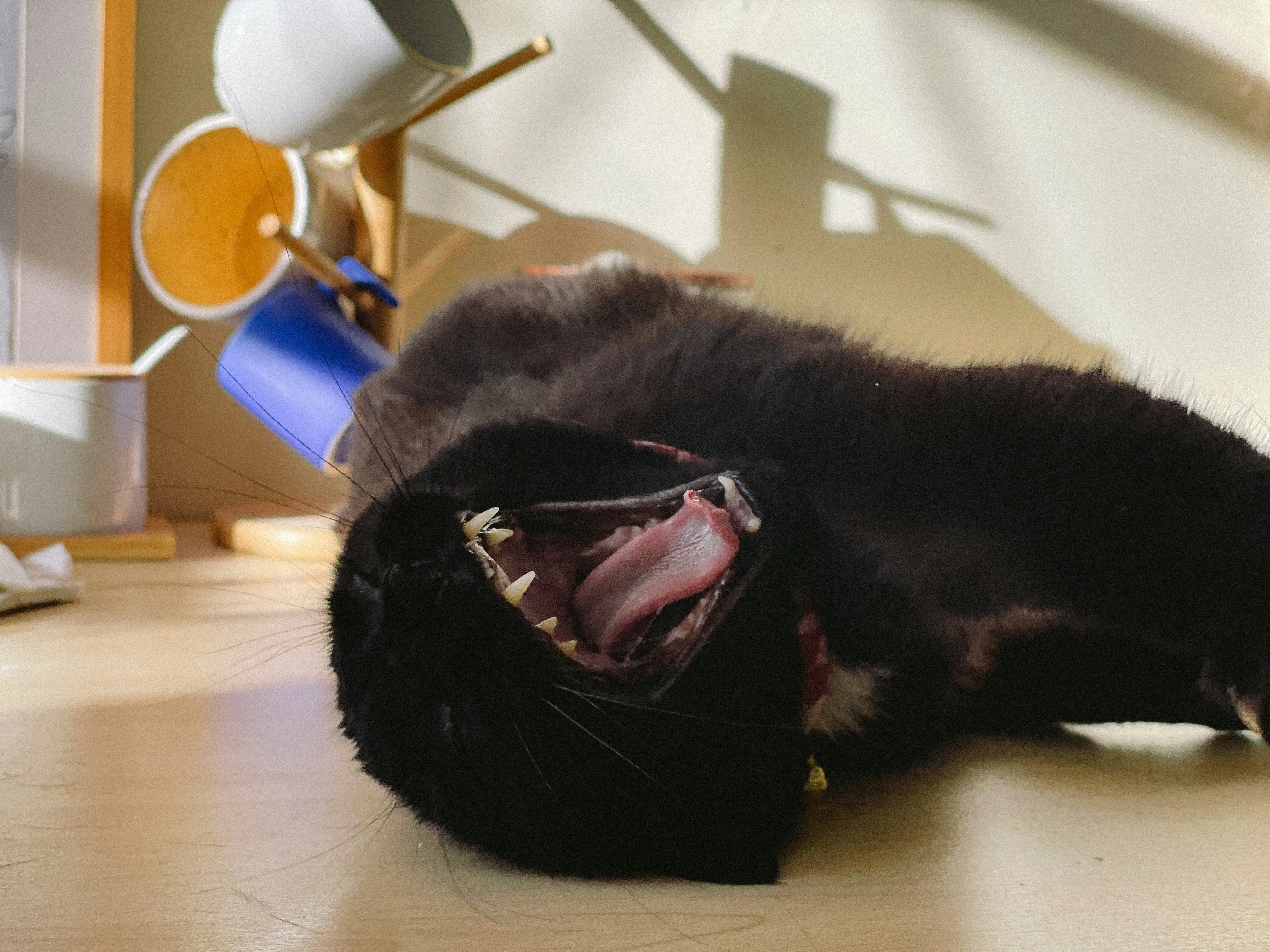 Black cat yawns widely.