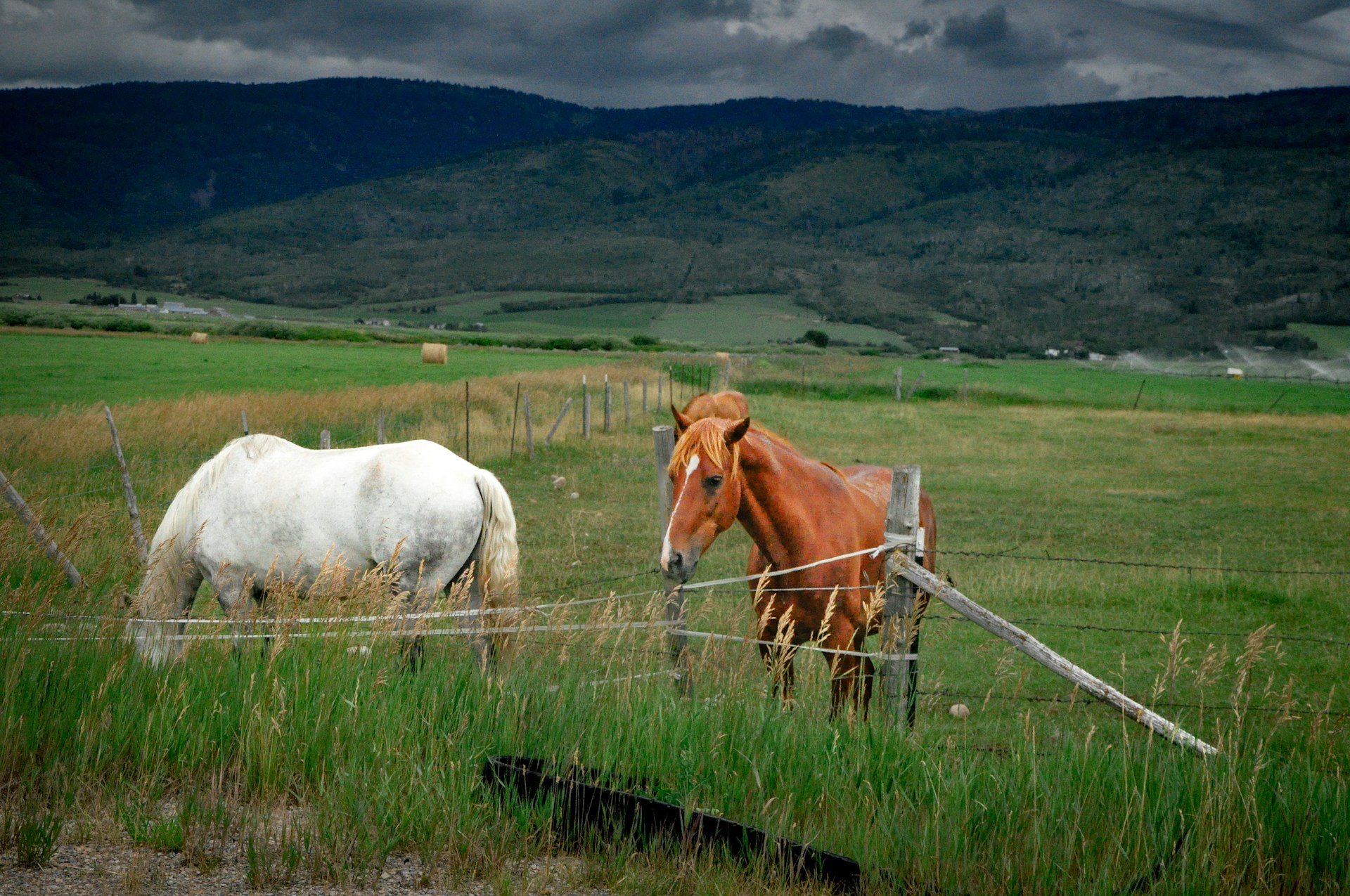 Two horses graze in a scenic green pasture.