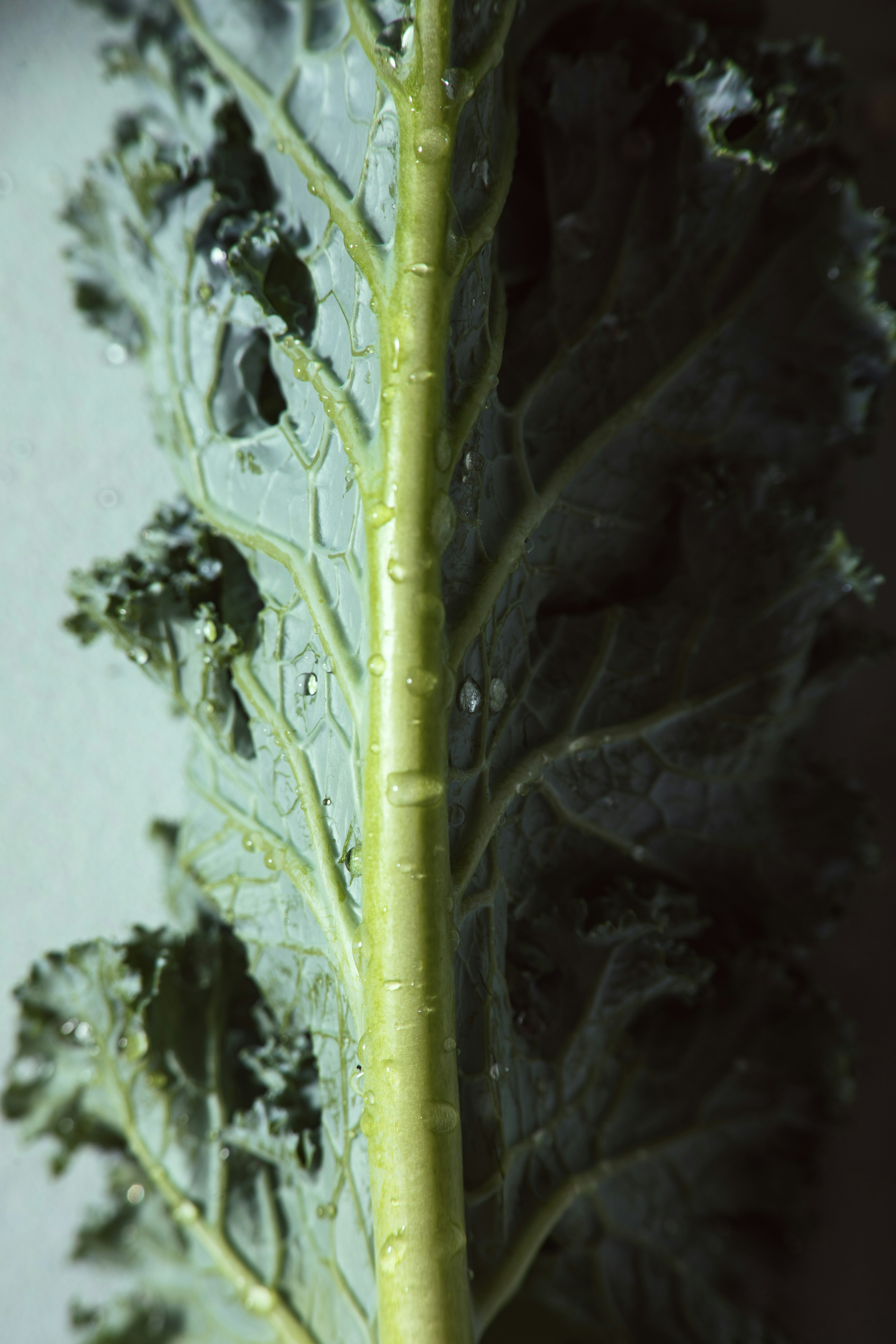 Kale leaf with visible stem and water droplets.