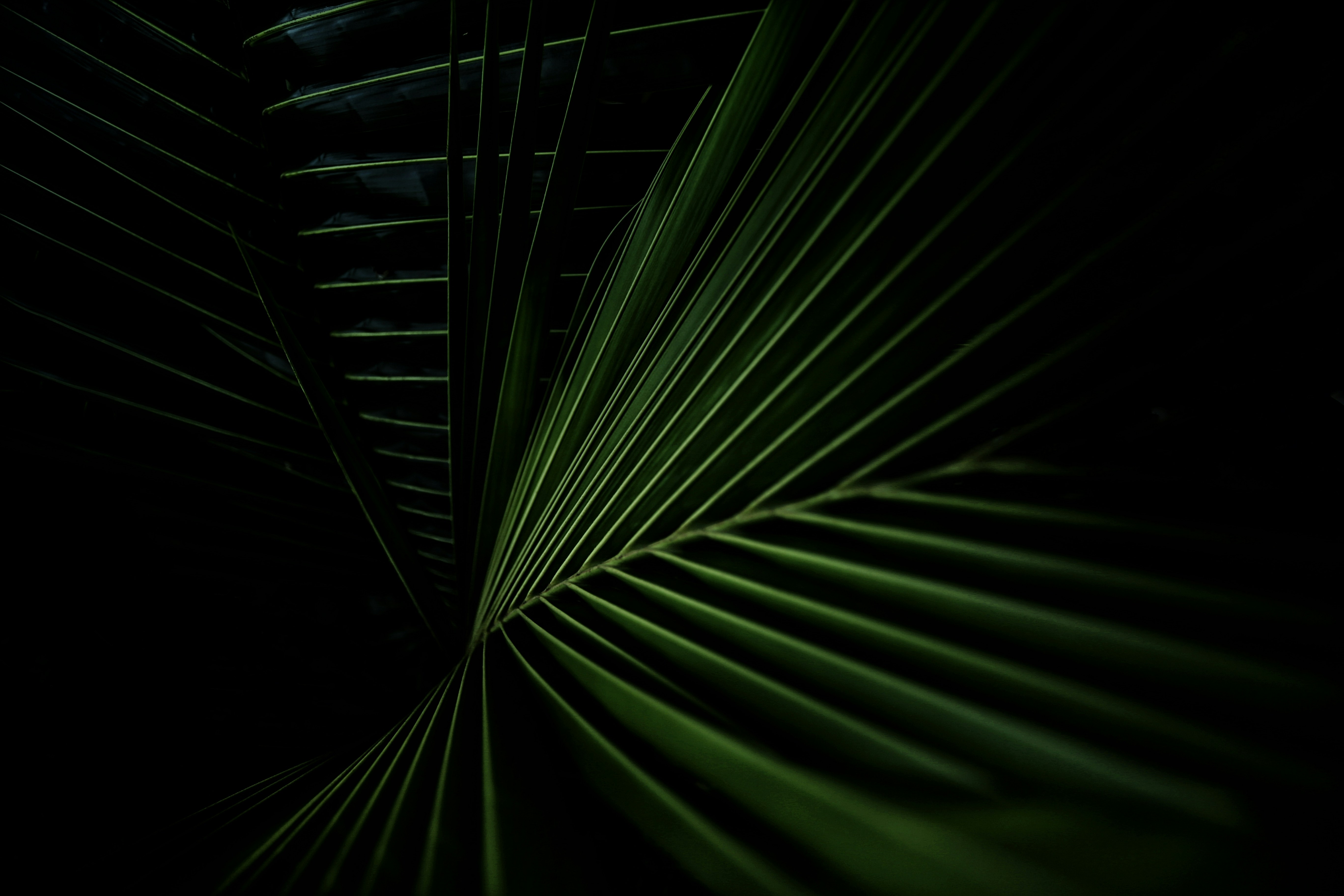 Palm leaves illuminated against a dark backdrop.