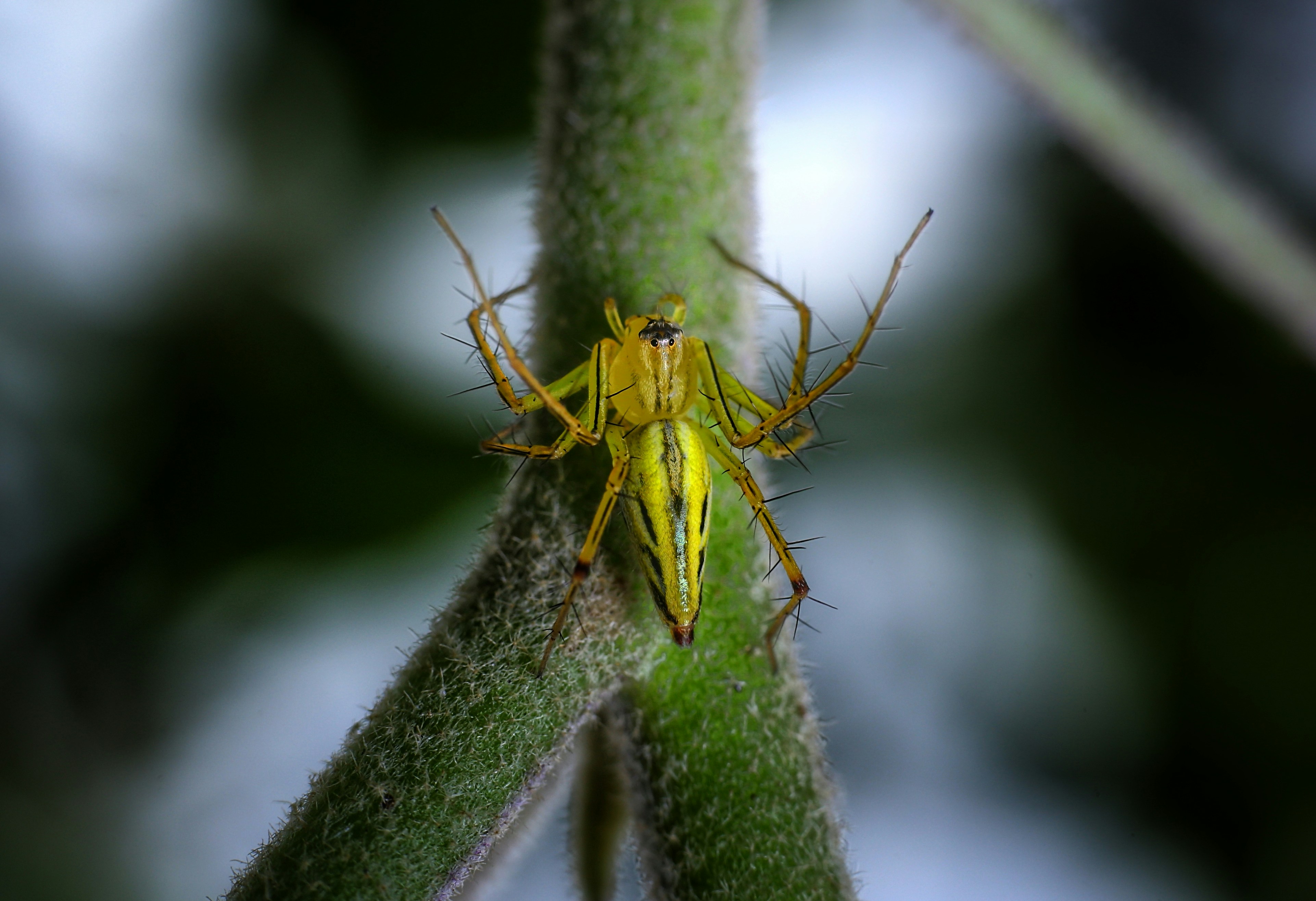 A yellow spider perches on a green stem.