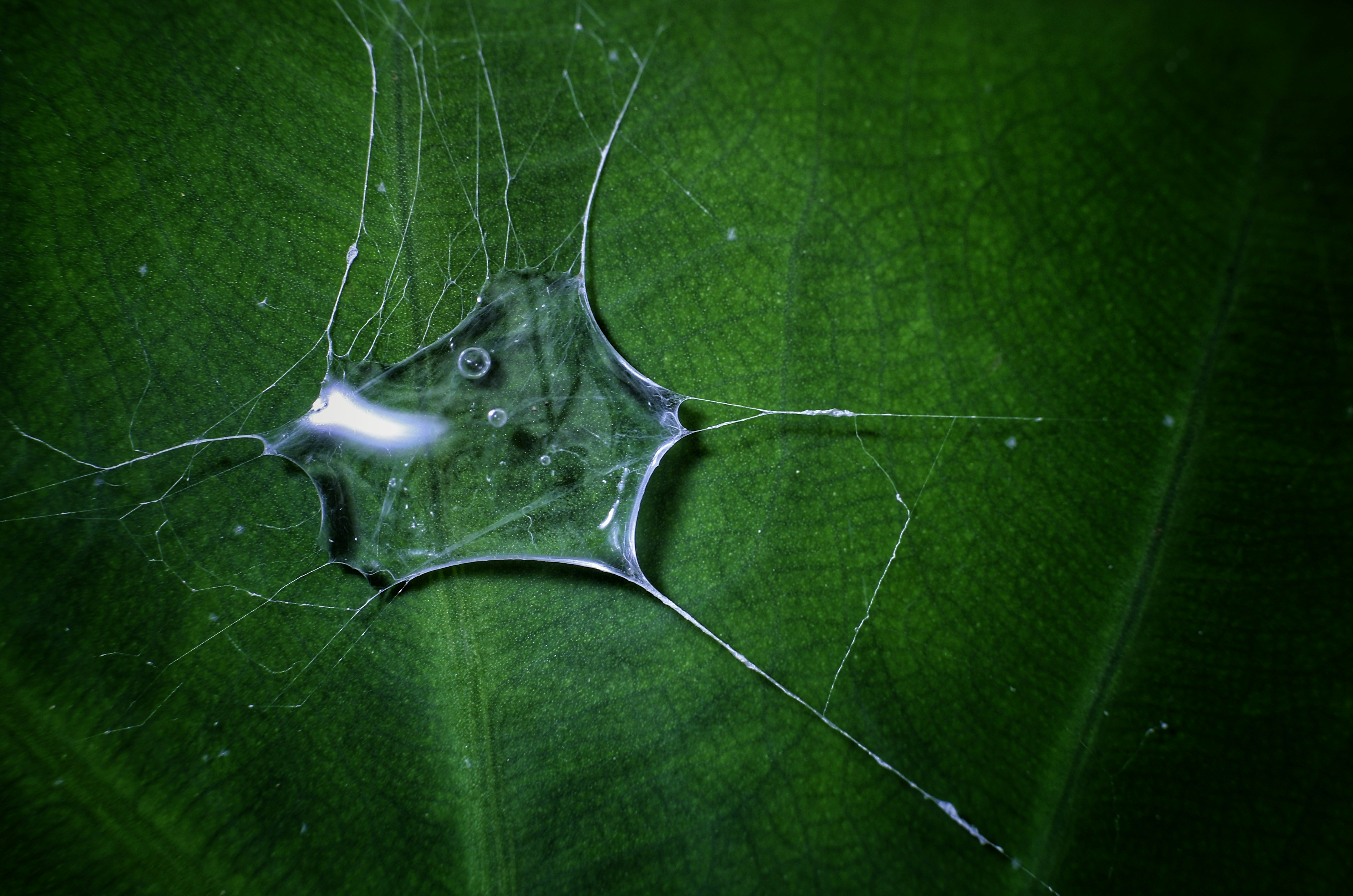 A neuron cell is displayed on a green surface.