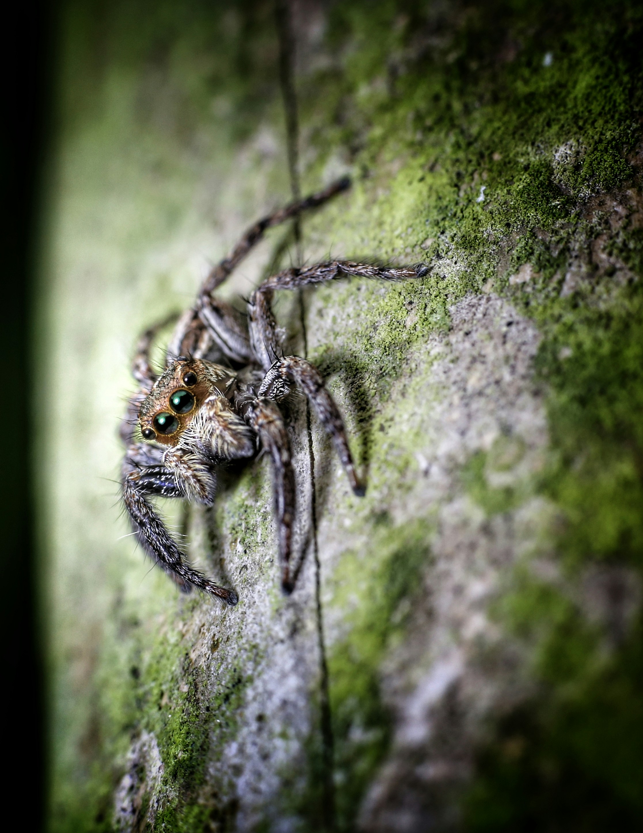 A close-up of a jumping spider.