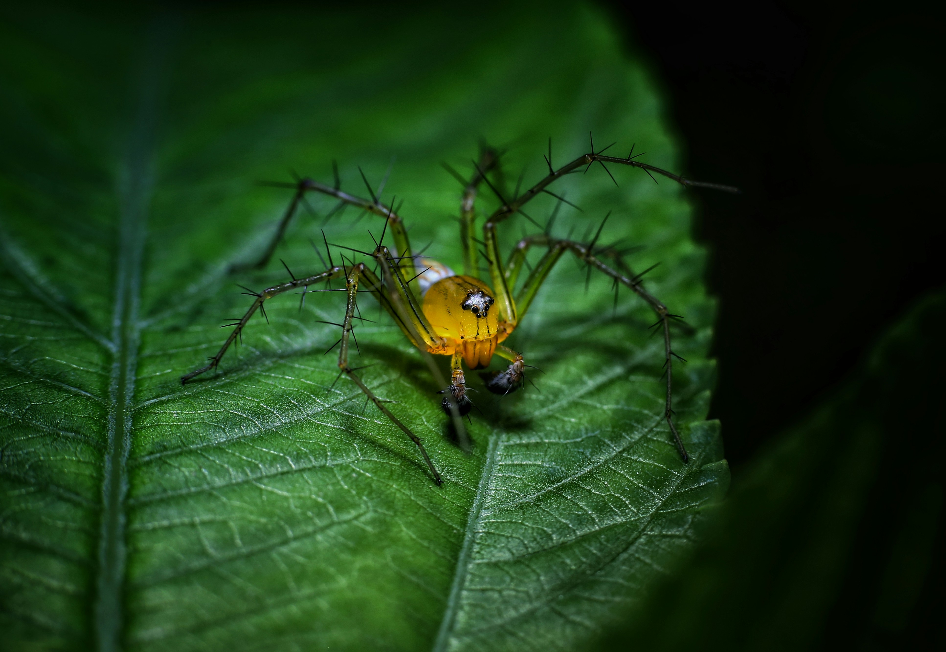 A spider rests on a vibrant green leaf.
