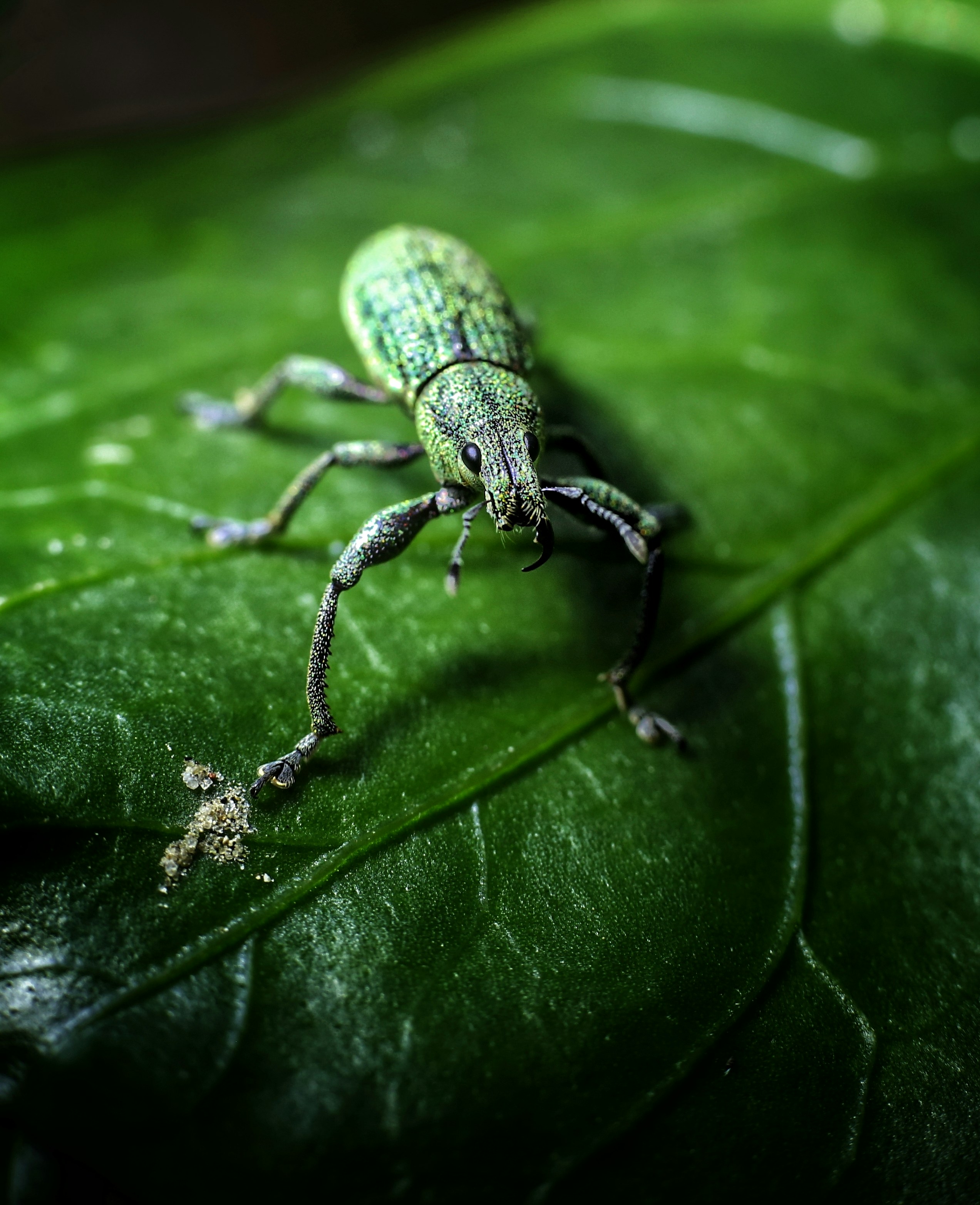 A green weevil sits on a green leaf.