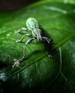 A green weevil sits on a green leaf.