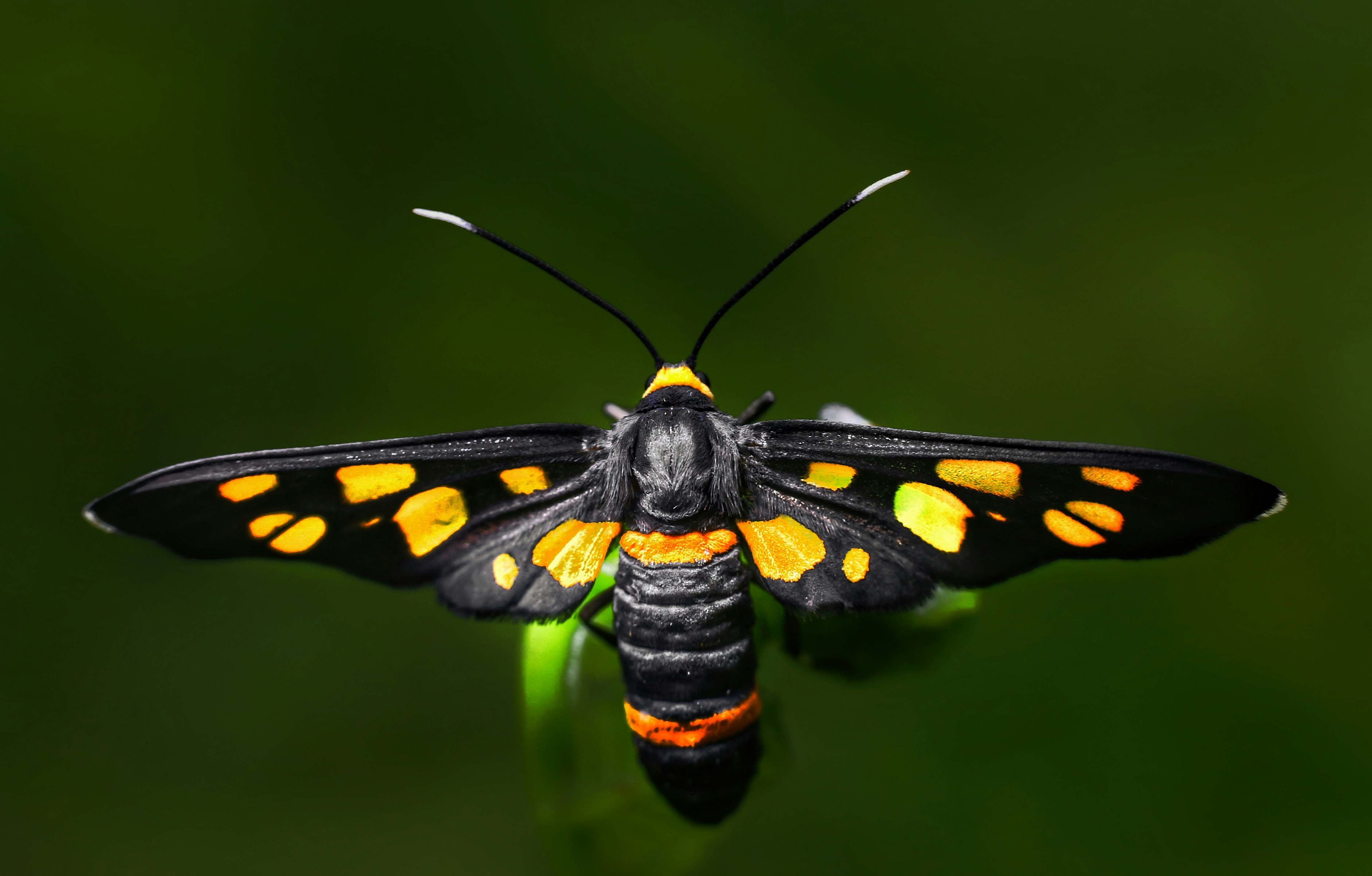 A moth displays black and yellow wing patterns.
