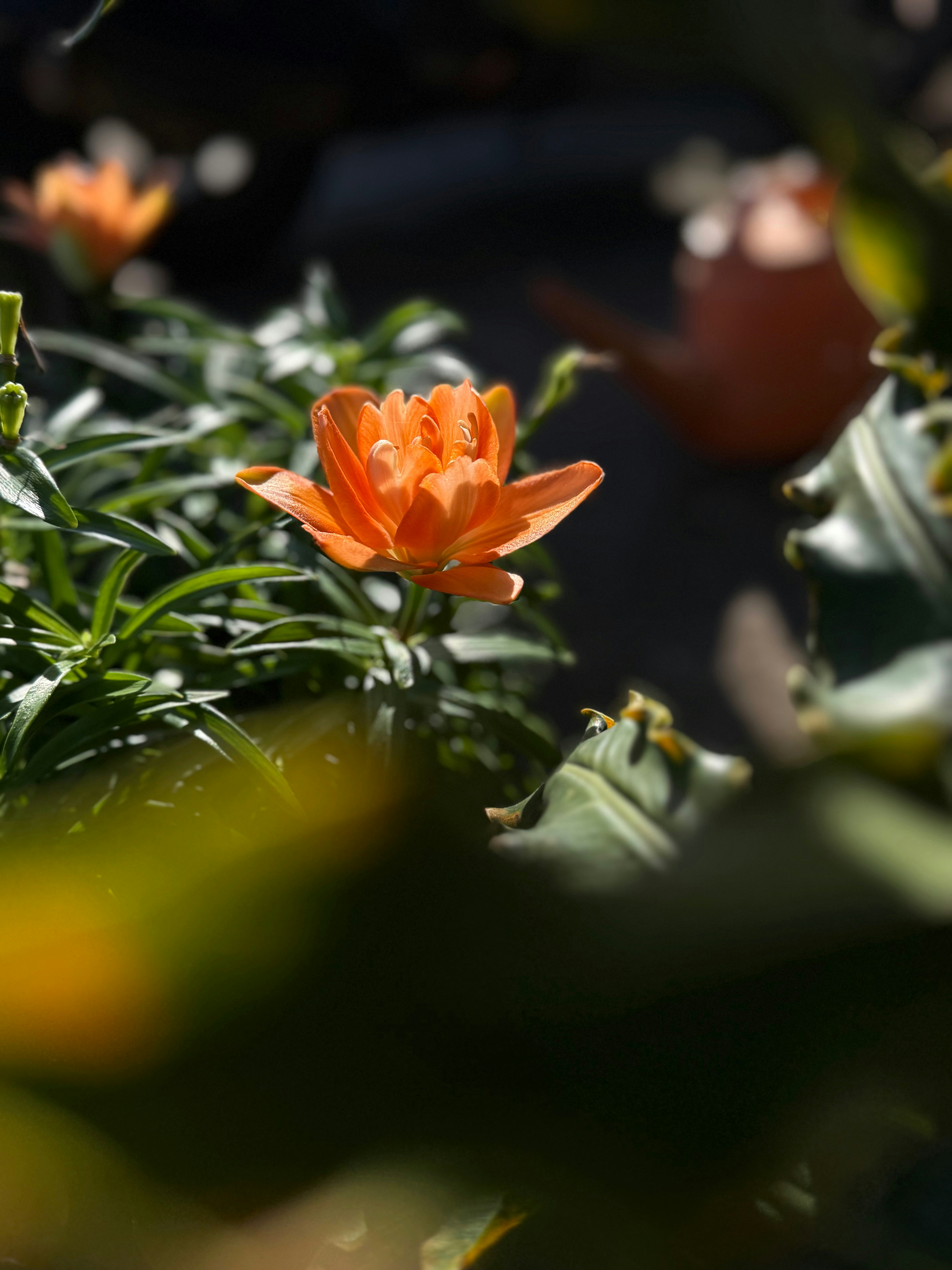 An orange flower blooms surrounded by green foliage.