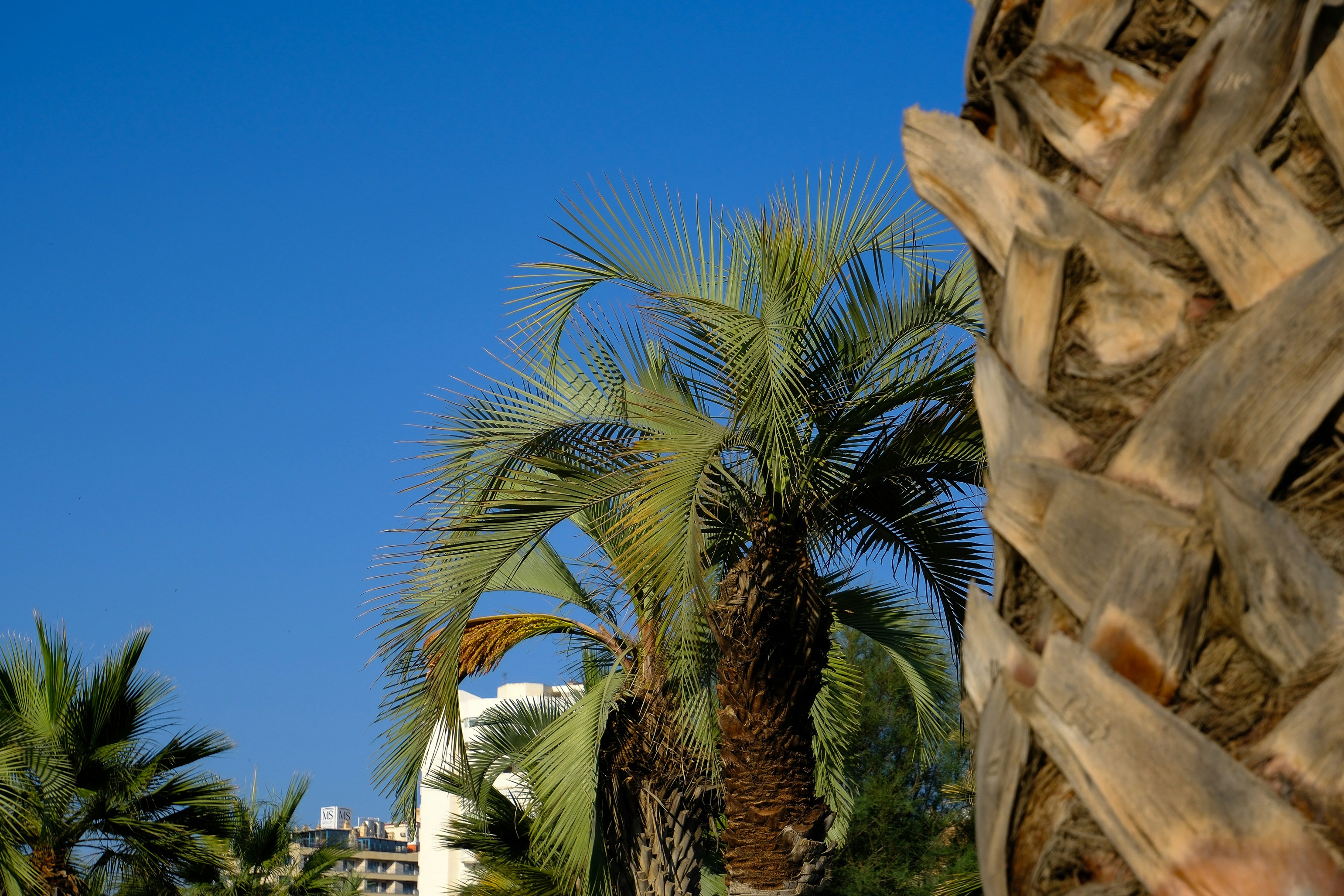 Photo by raulmermans