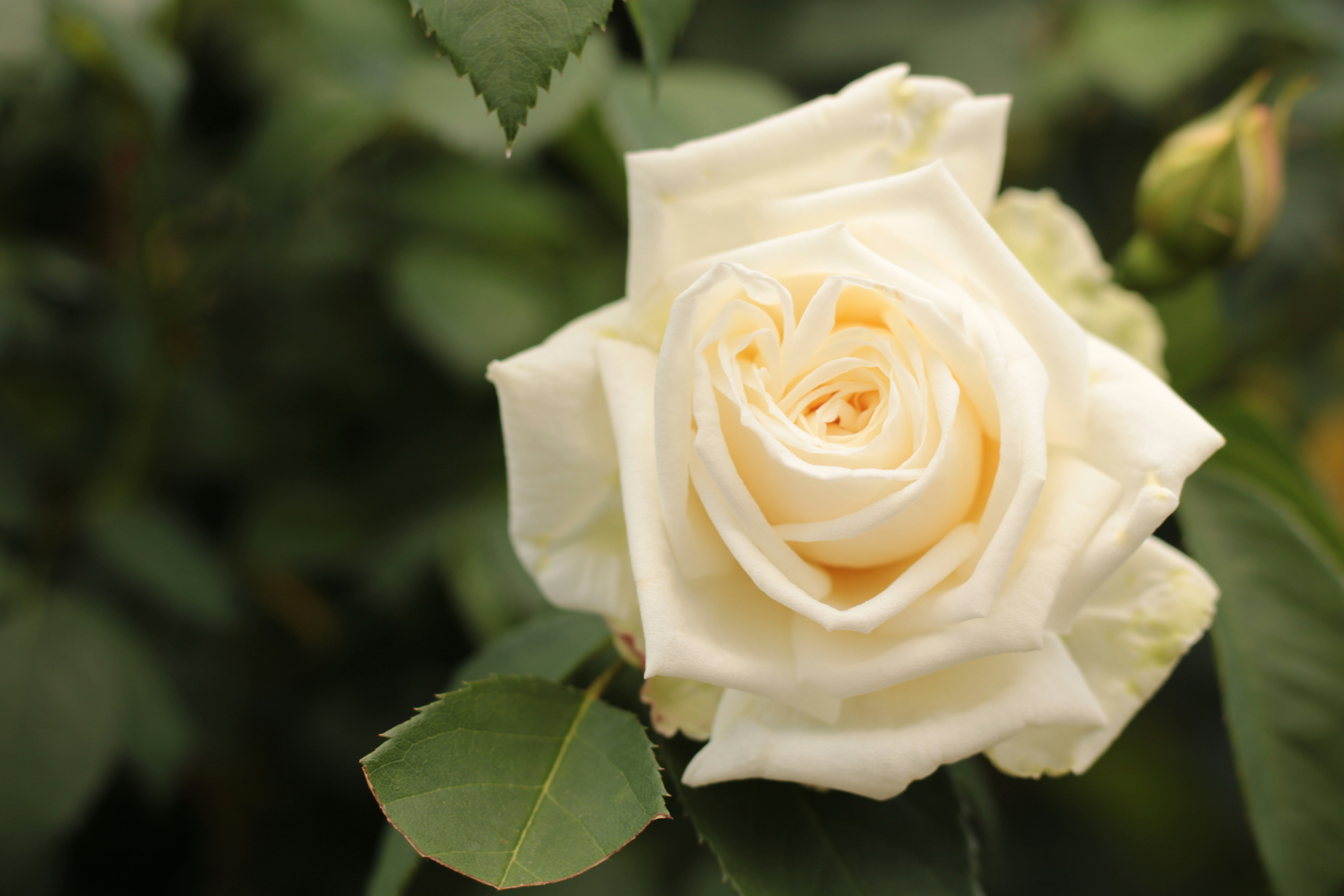 Photo by thorai9akira