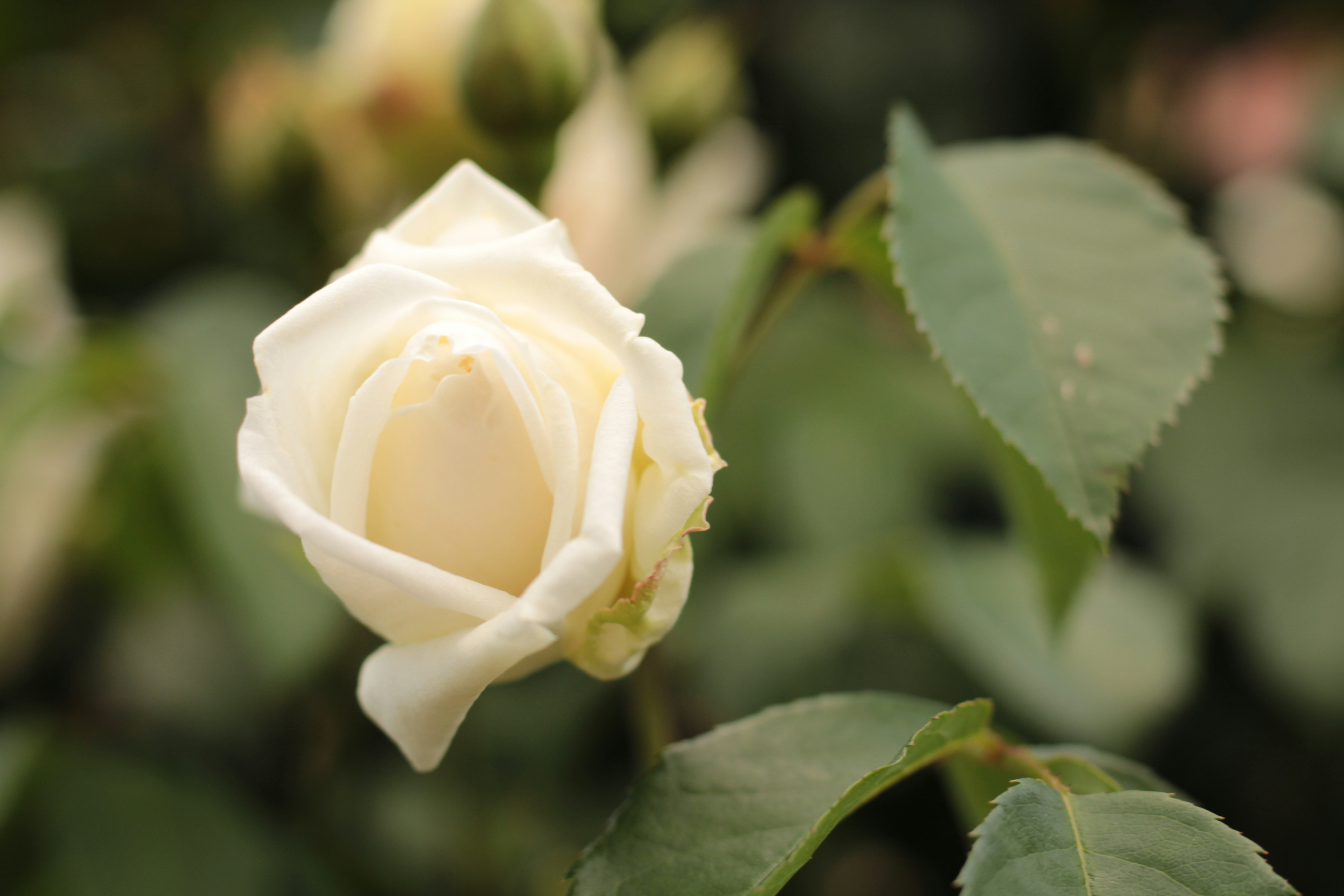 Photo by thorai9akira