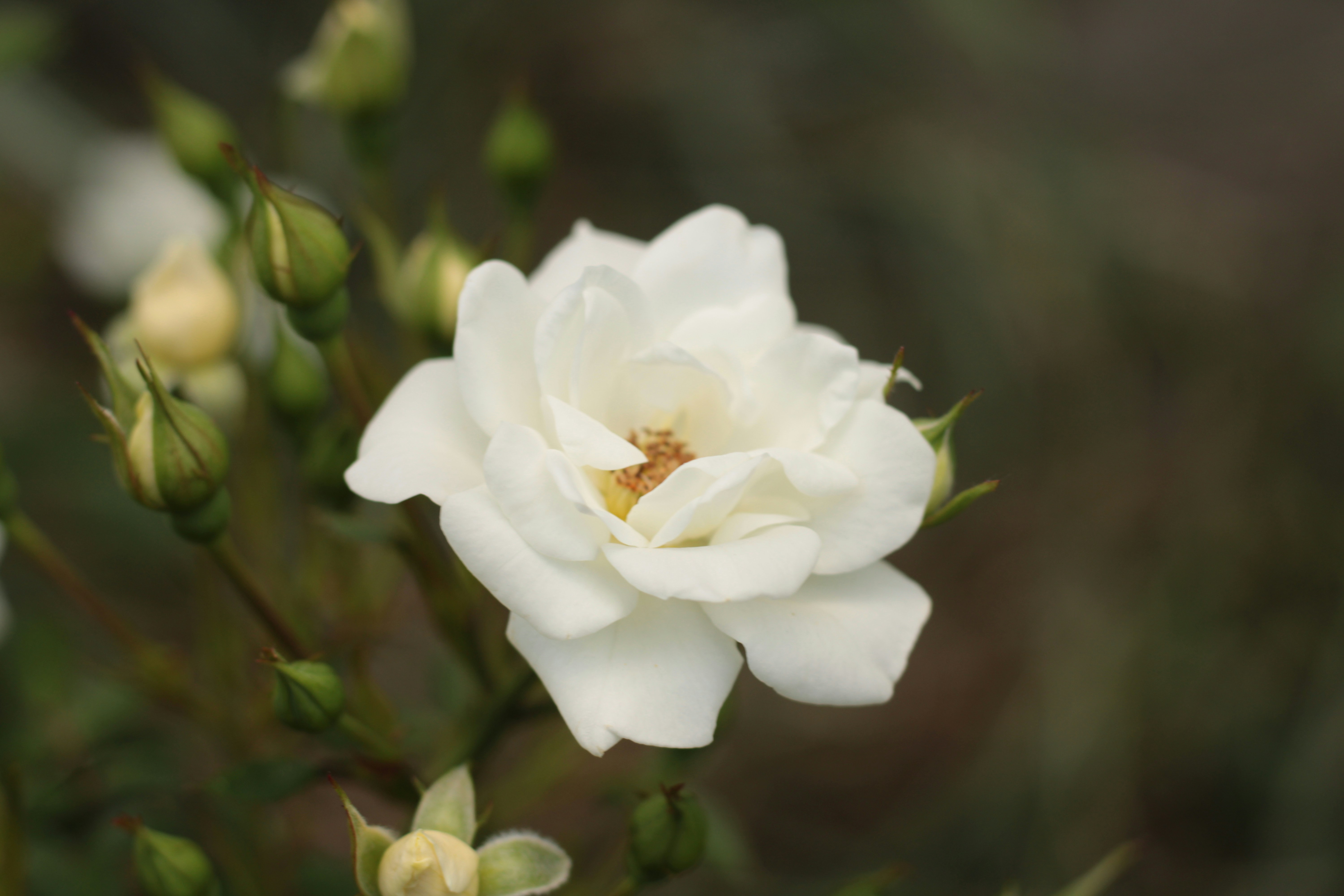 Photo by thorai9akira