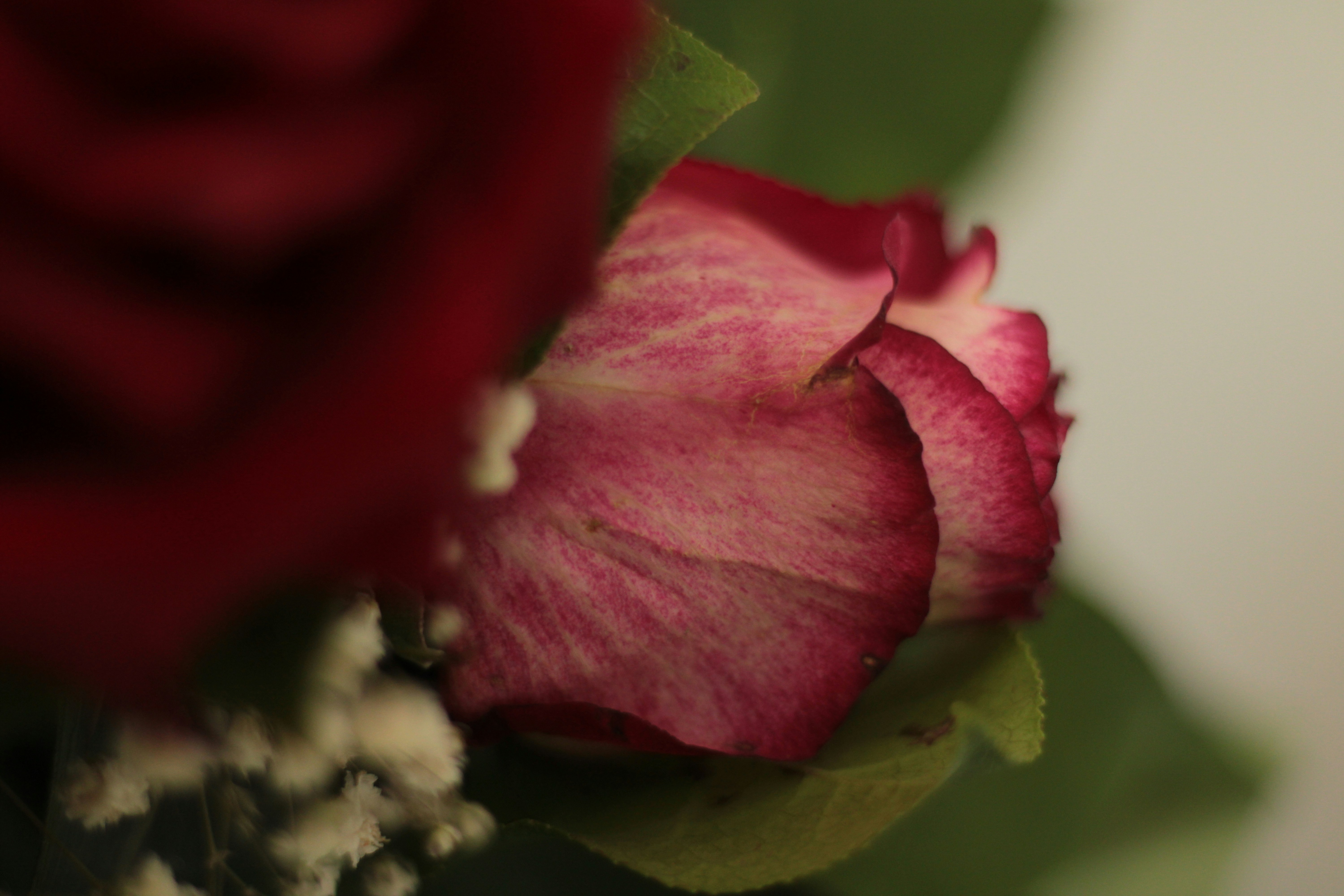 Photo by thorai9akira