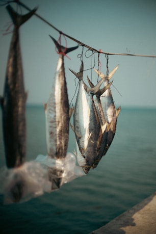 Dried fish hanging over the water.