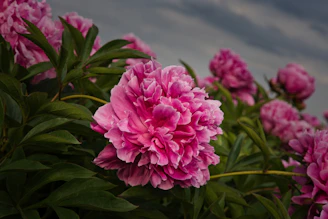 Pink peonies bloom radiantly amongst green leaves.