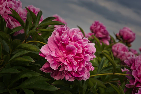 Pink peonies bloom radiantly amongst green leaves.