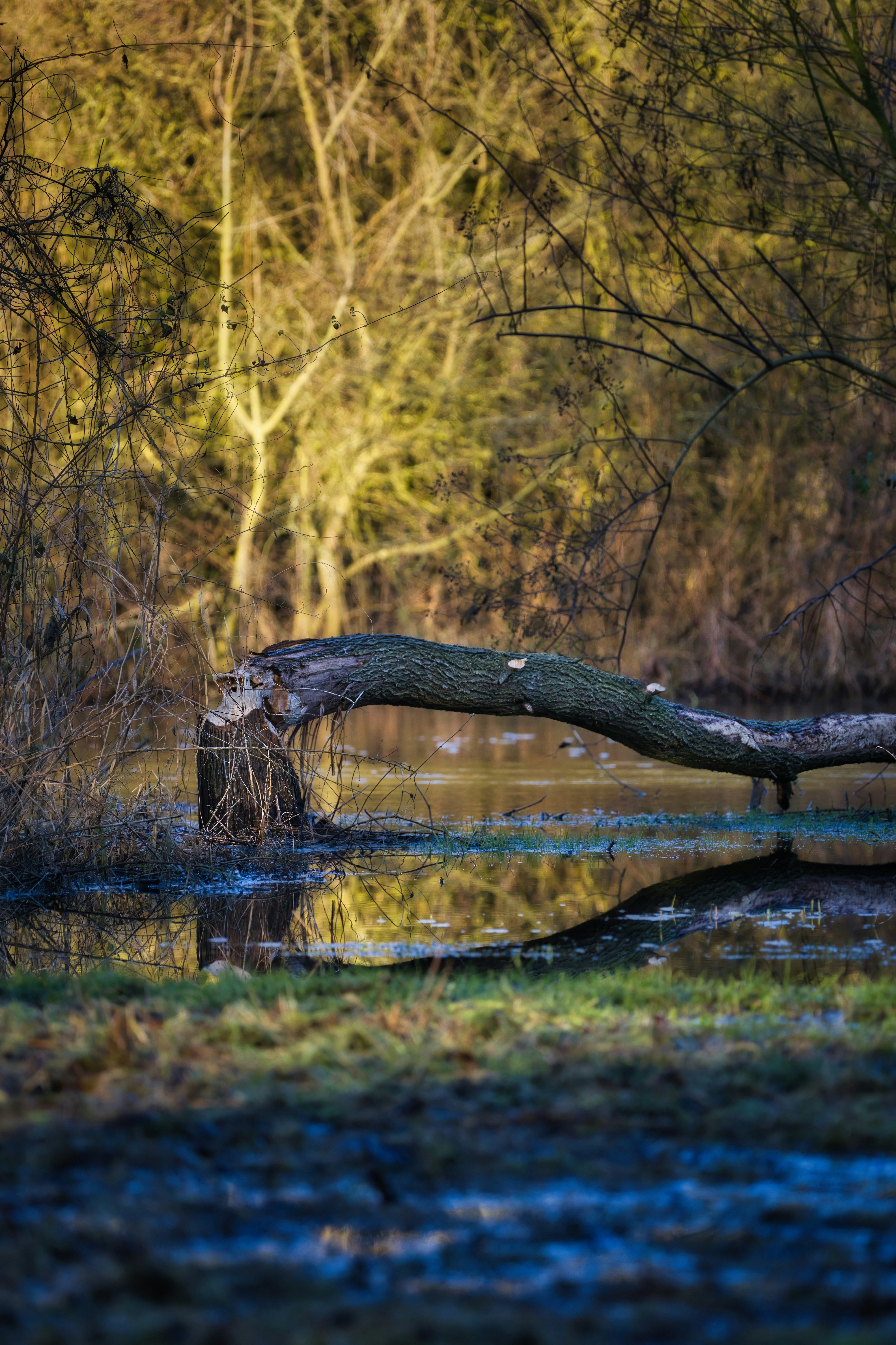 A tree branch over reflective water.