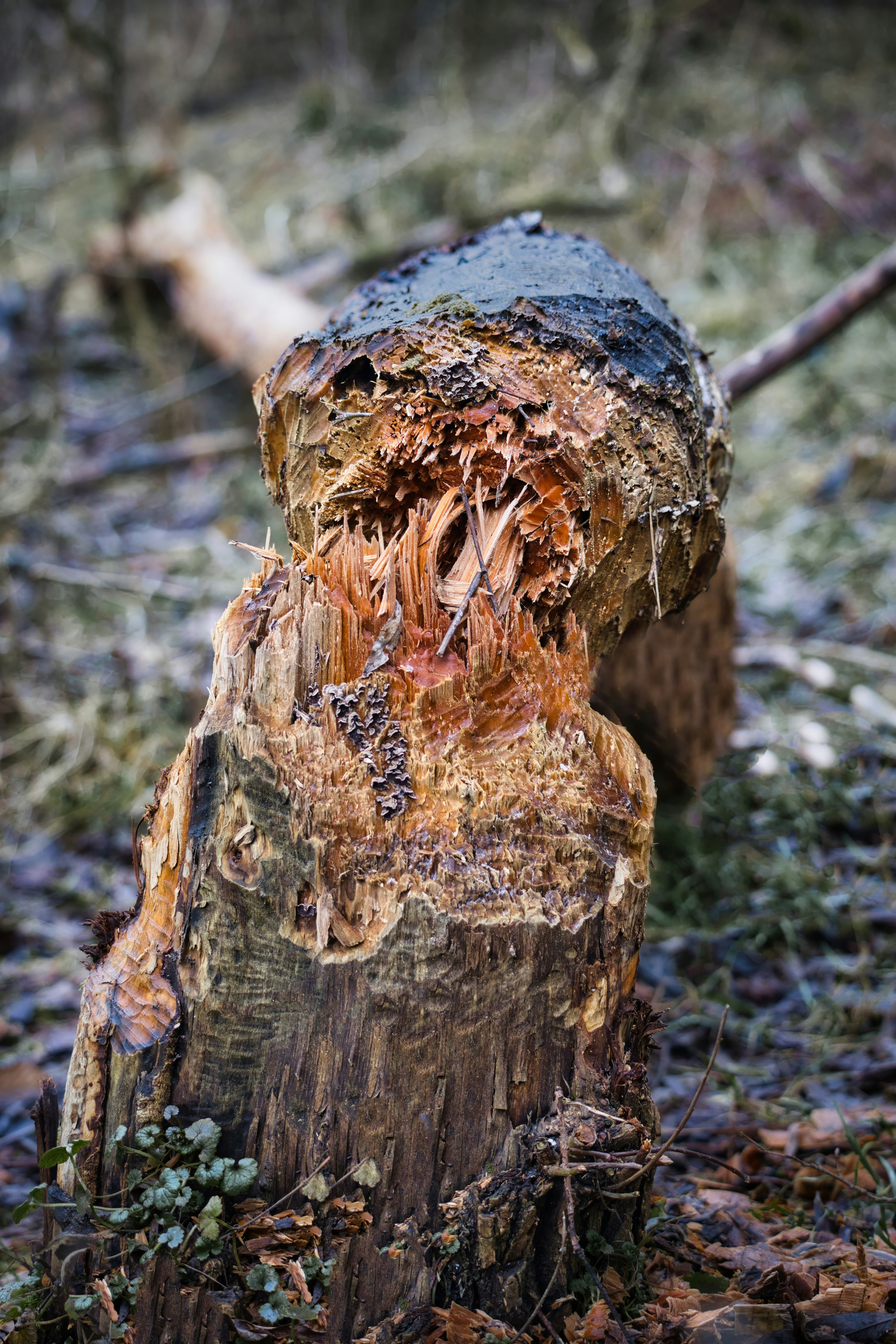 A tree stump shows beaver teeth marks.