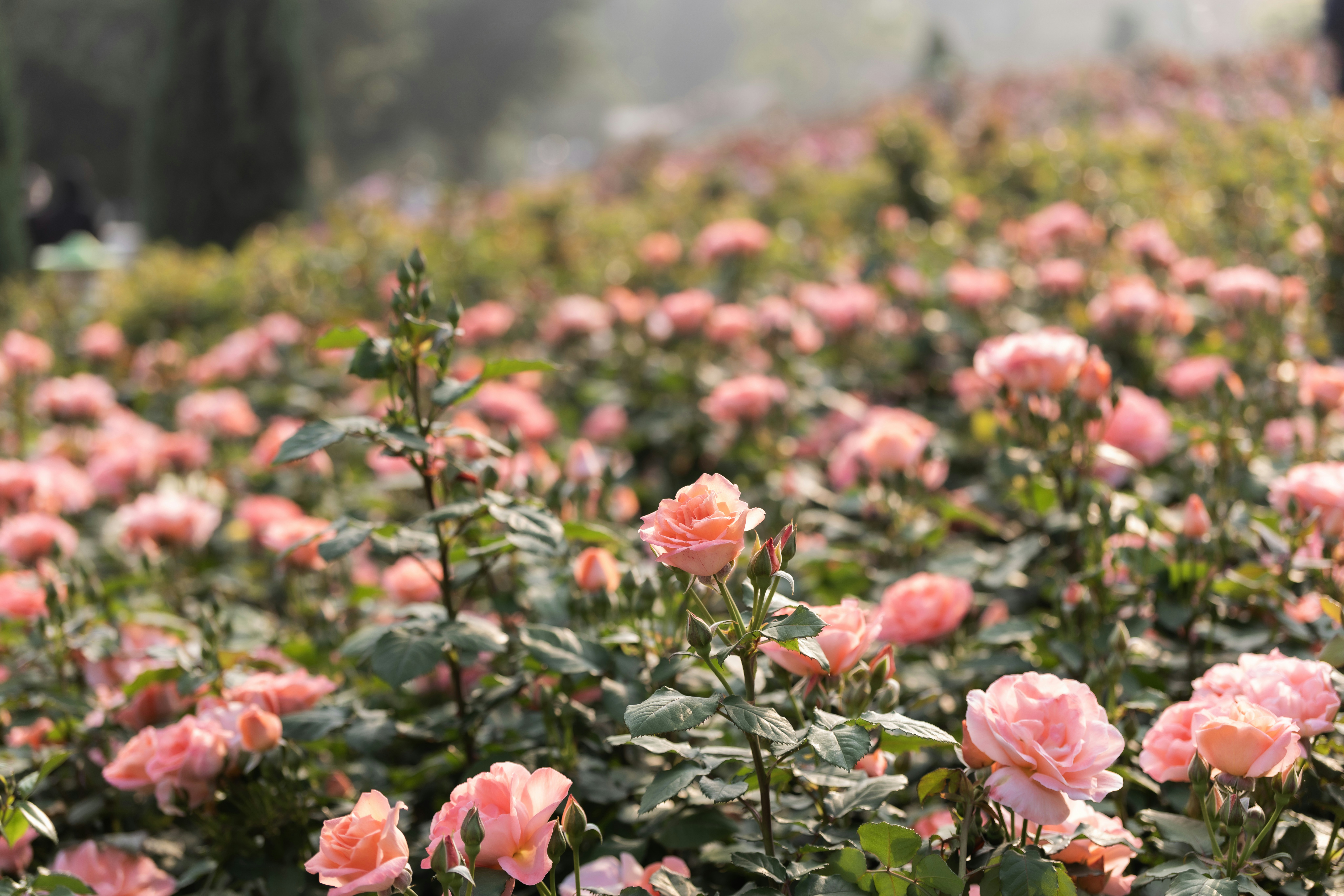 Rose Centifolia