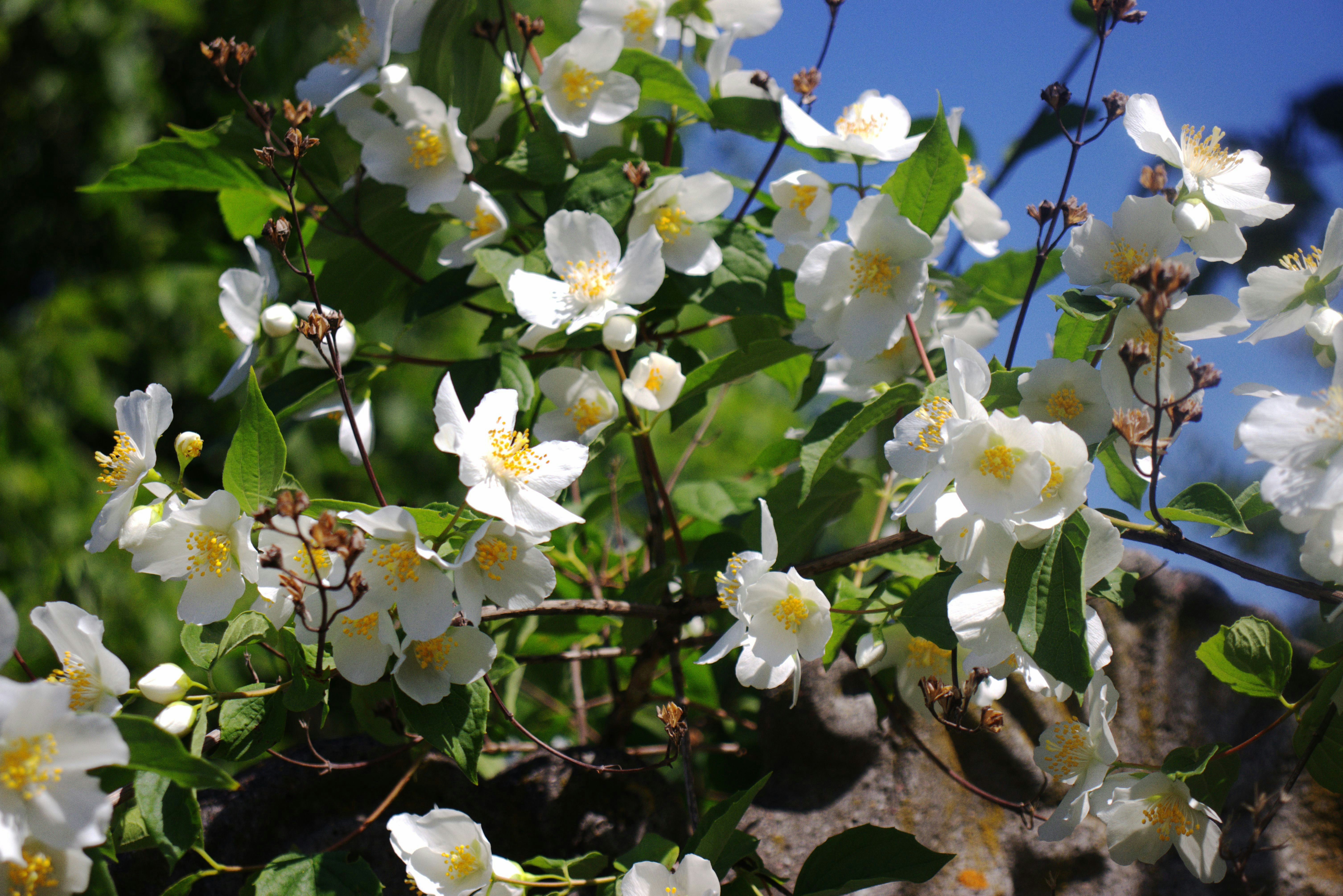 White flowers bloom on a vine in sunlight