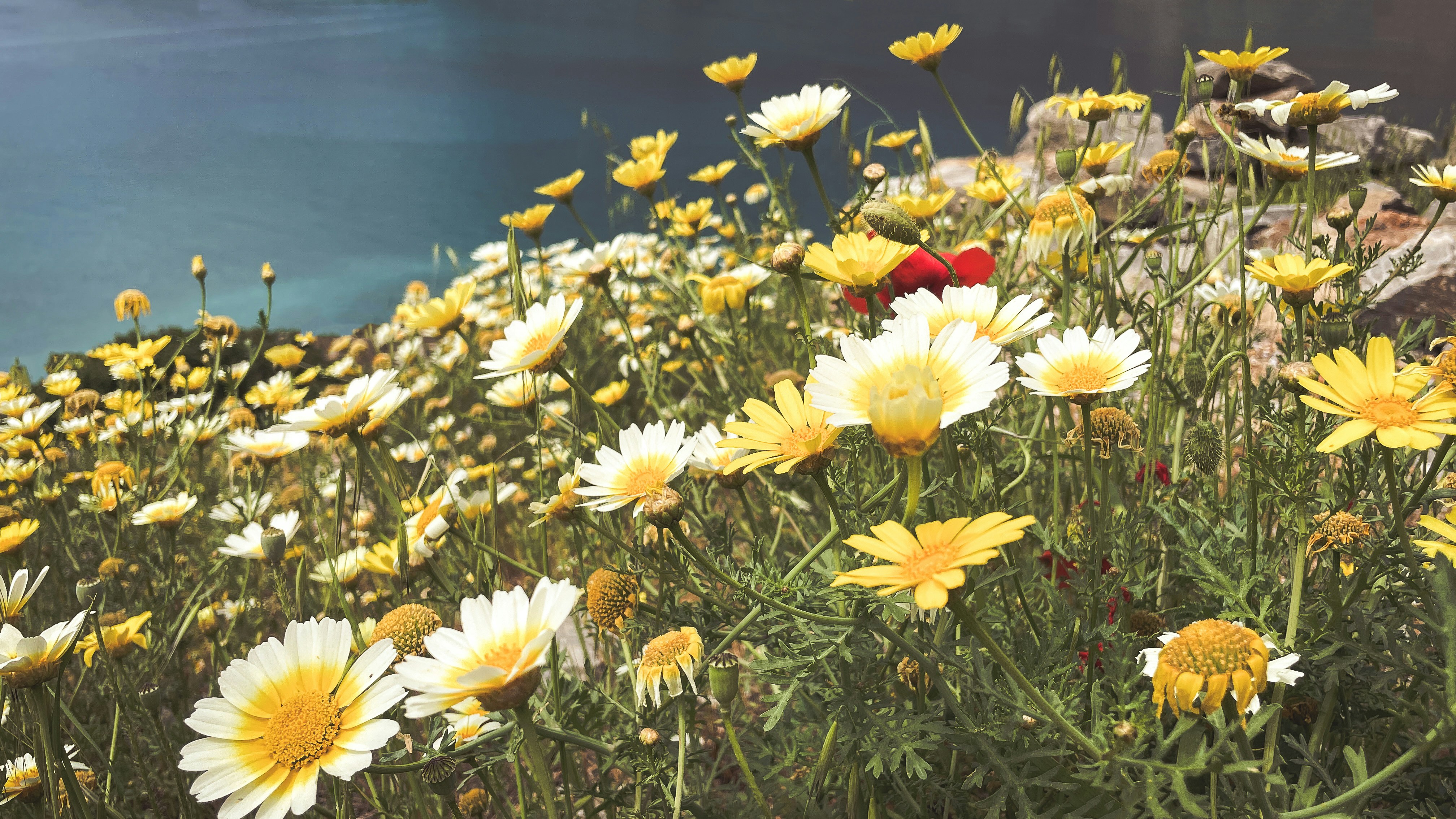 Yellow and white flowers bloom near the water.