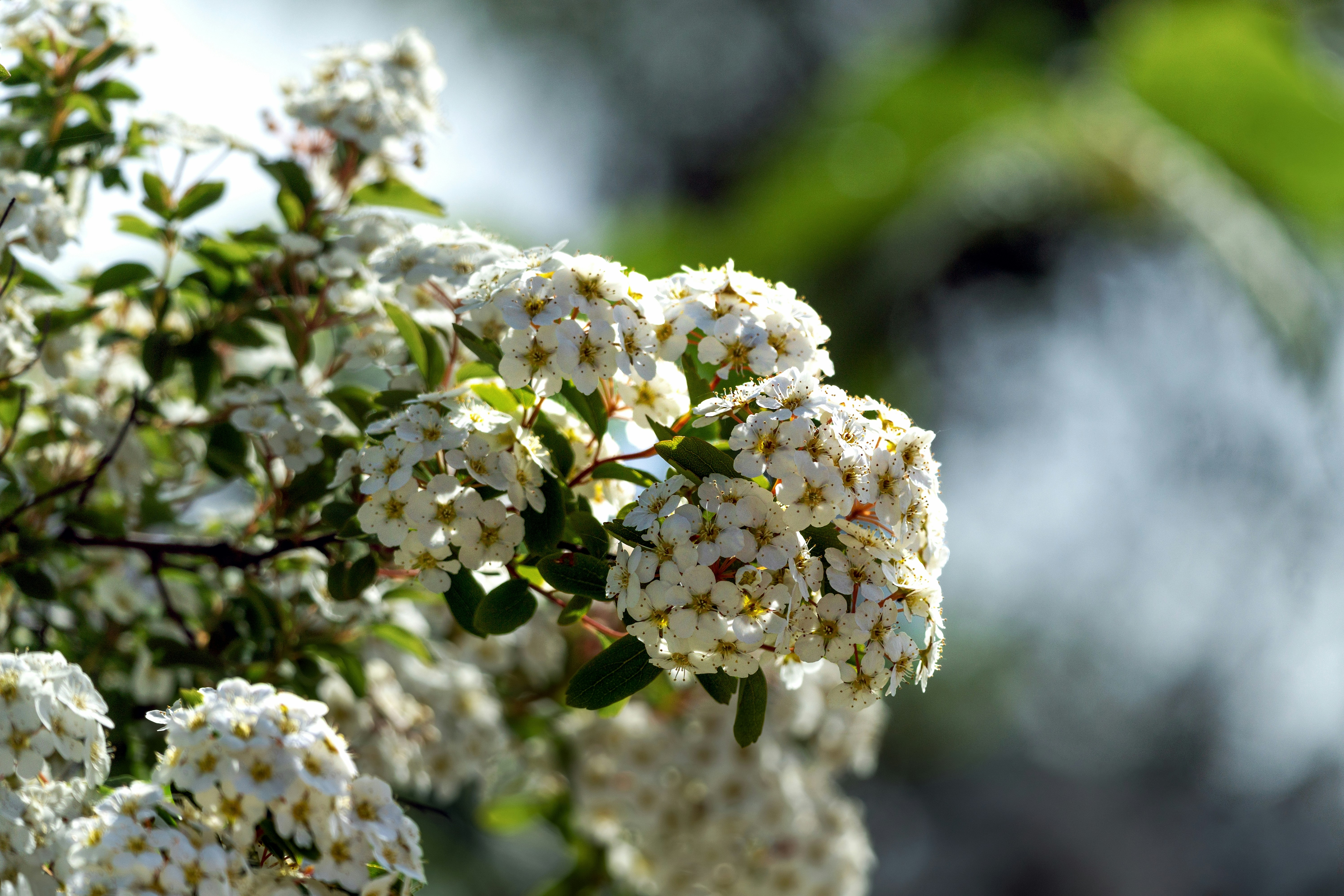 Breathing Easy: Alternative Treatments for Hay Fever That Actually Work