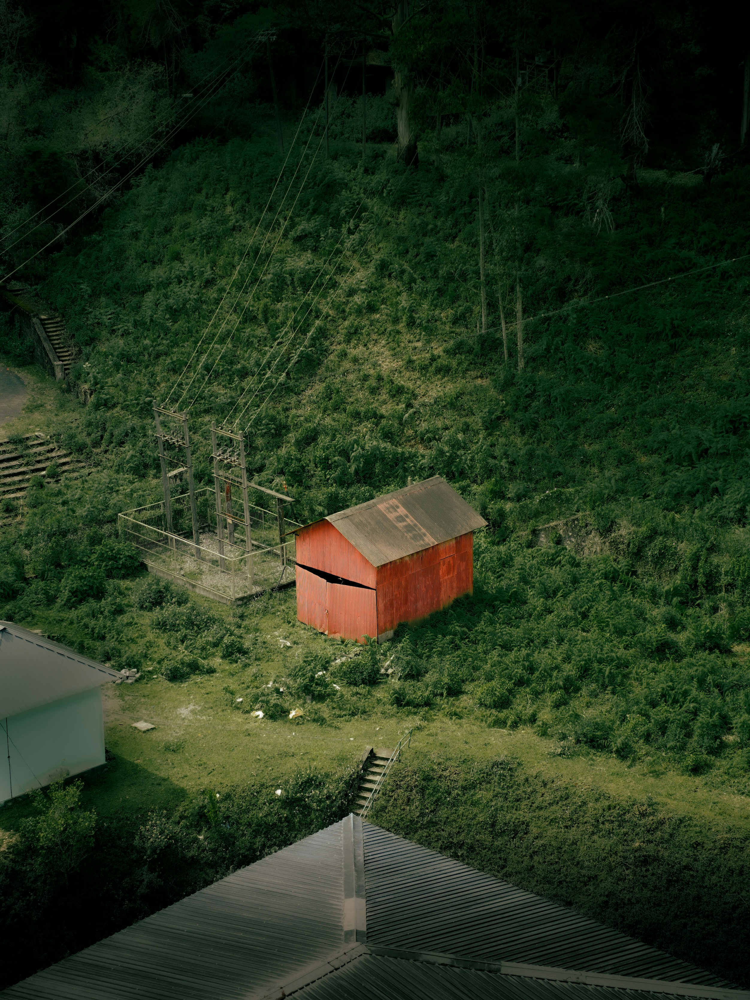 A red shed sits amongst overgrown greenery.