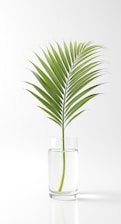 A palm leaf is in a glass of water.