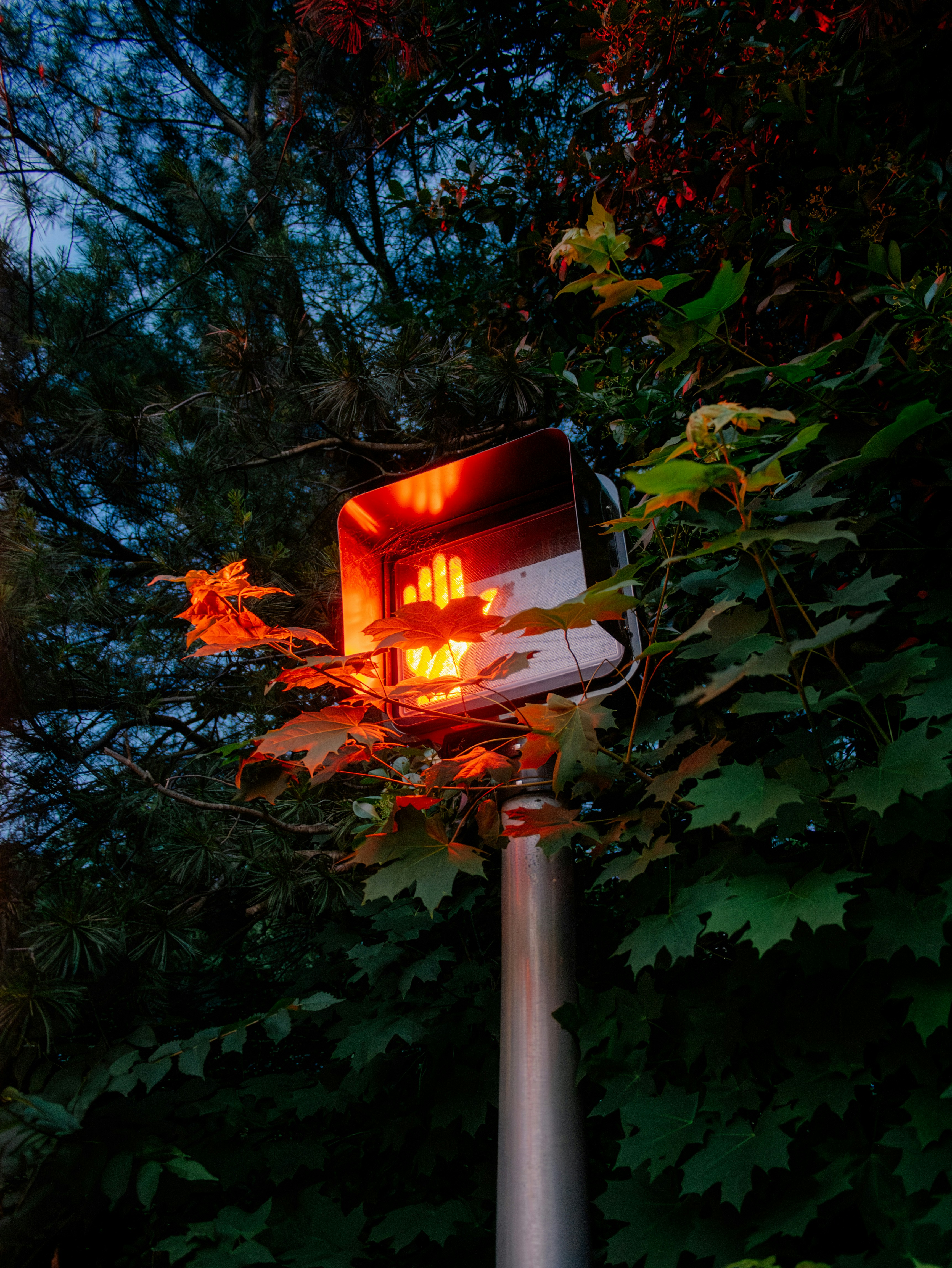 A street light shines through autumn foliage.